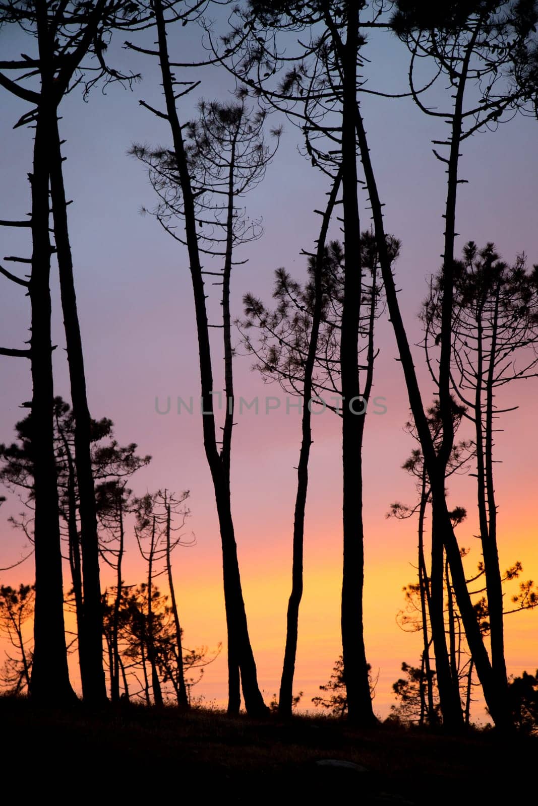 Pinienhain bei Sonnenuntergang im Gegenlicht