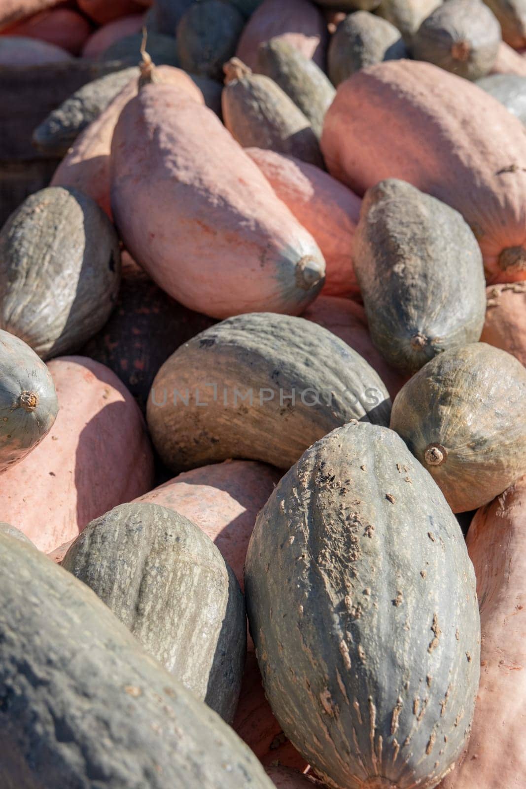 A large collection of yellow to orange pumpkins on the autumn market with selective focus on the foreground. Beautiful background for natural health and nutrition concept.