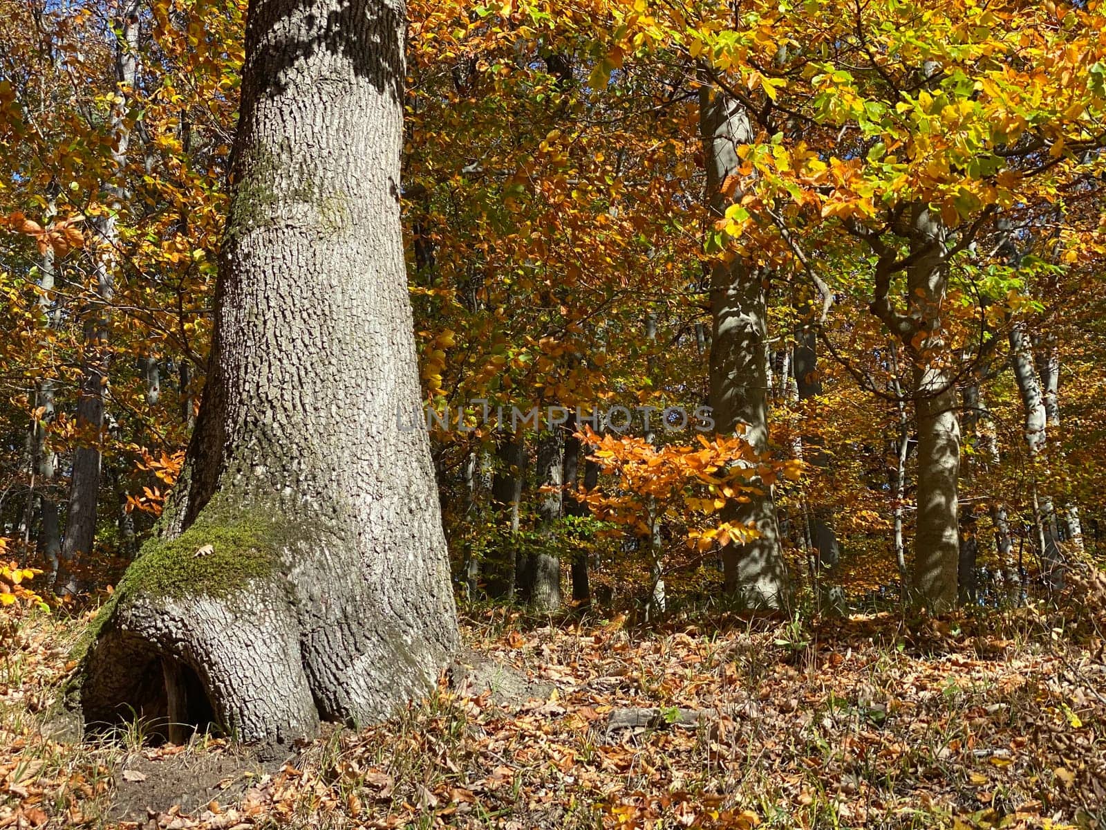 Forest in autumn leaf color, deciduous trees with lush foliage