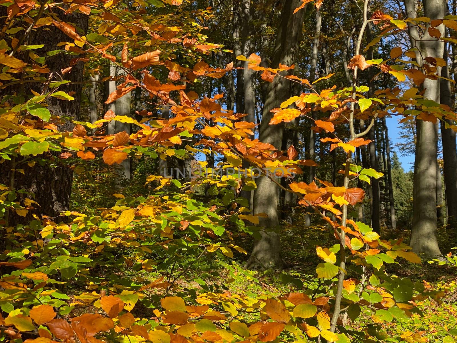 Forest in autumn leaf color, deciduous trees with lush foliage
