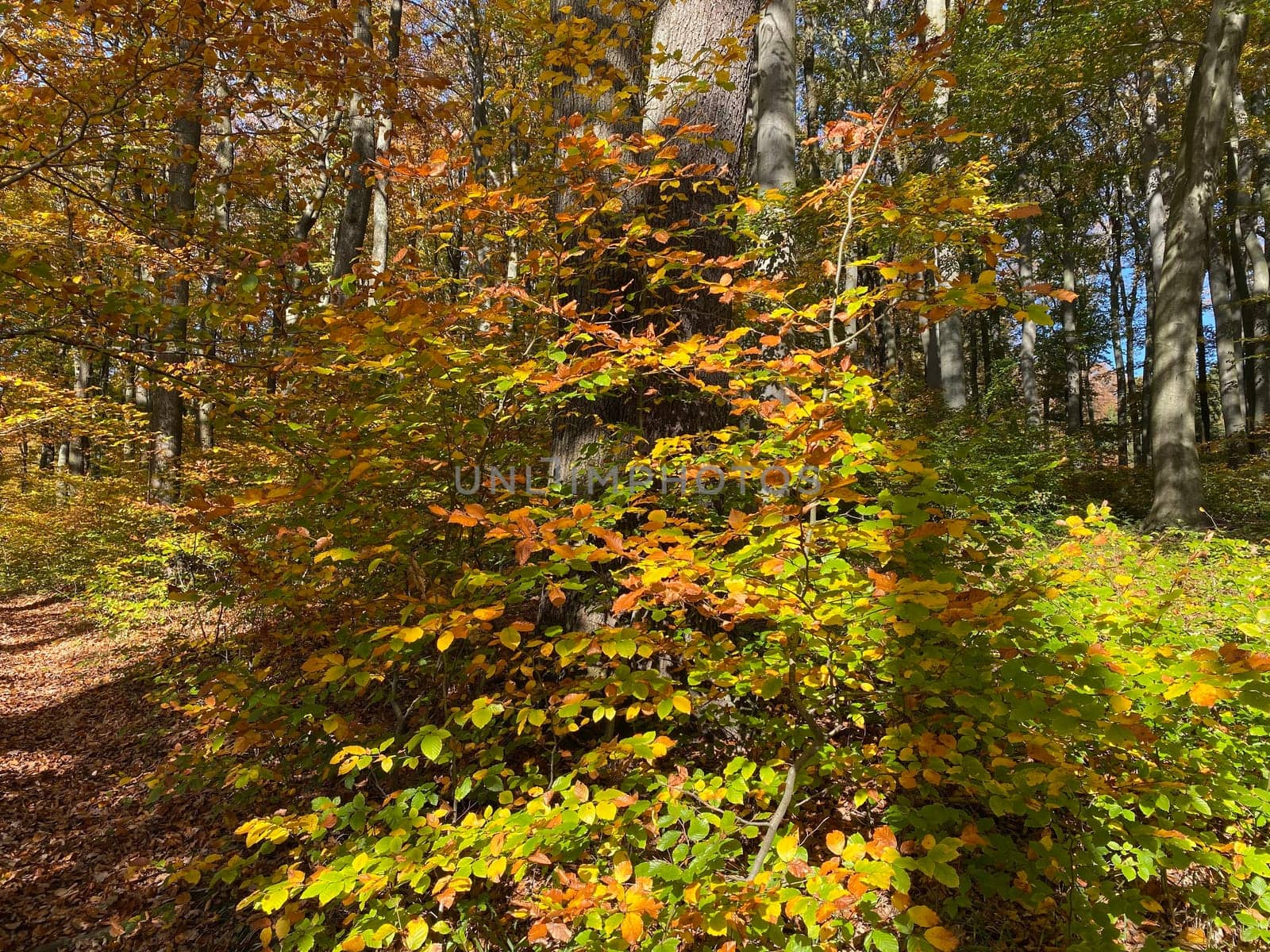 Forest in autumn leaf color, deciduous trees with lush foliage