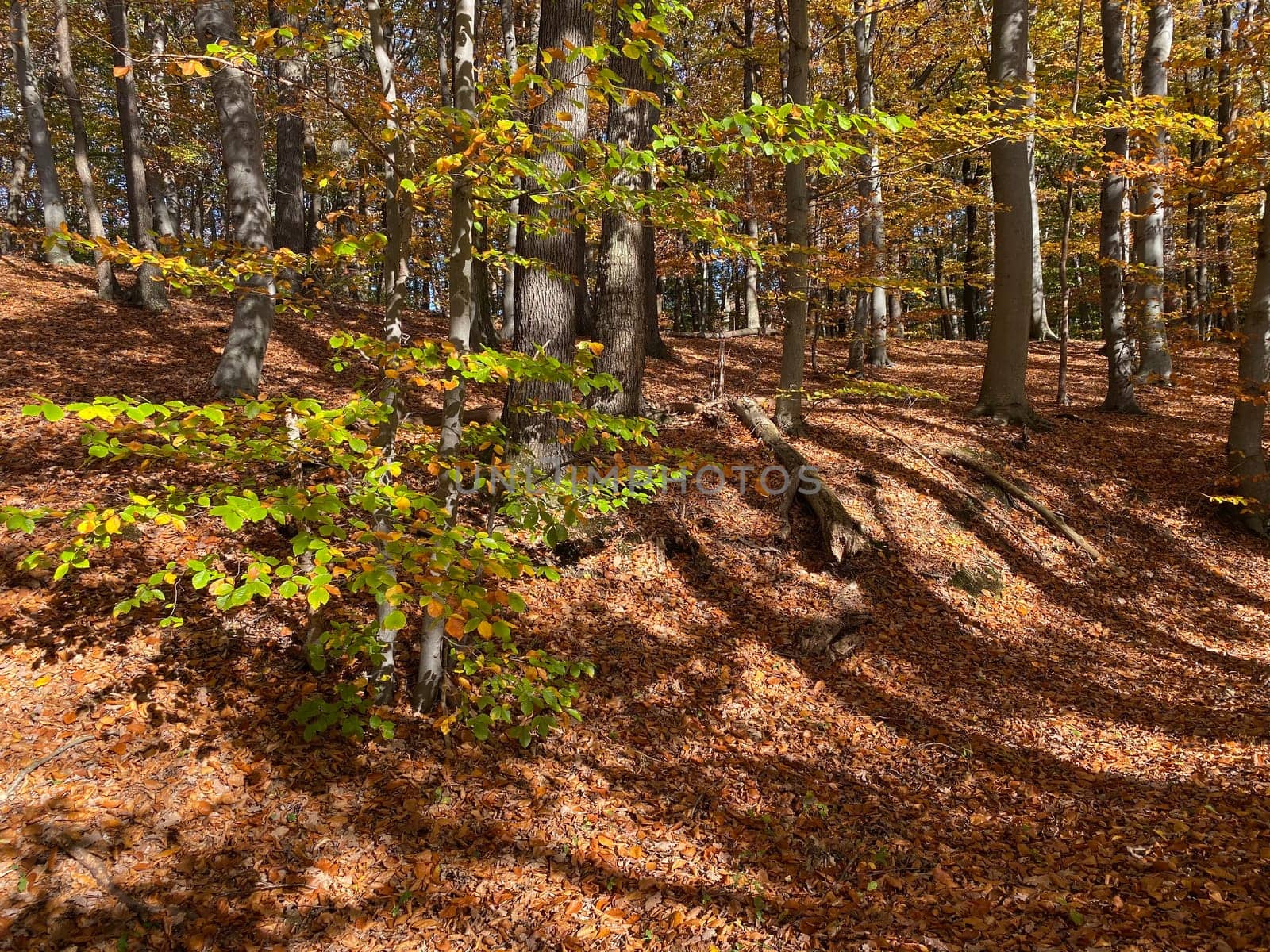 Forest in autumn leaf color, deciduous trees with lush foliage