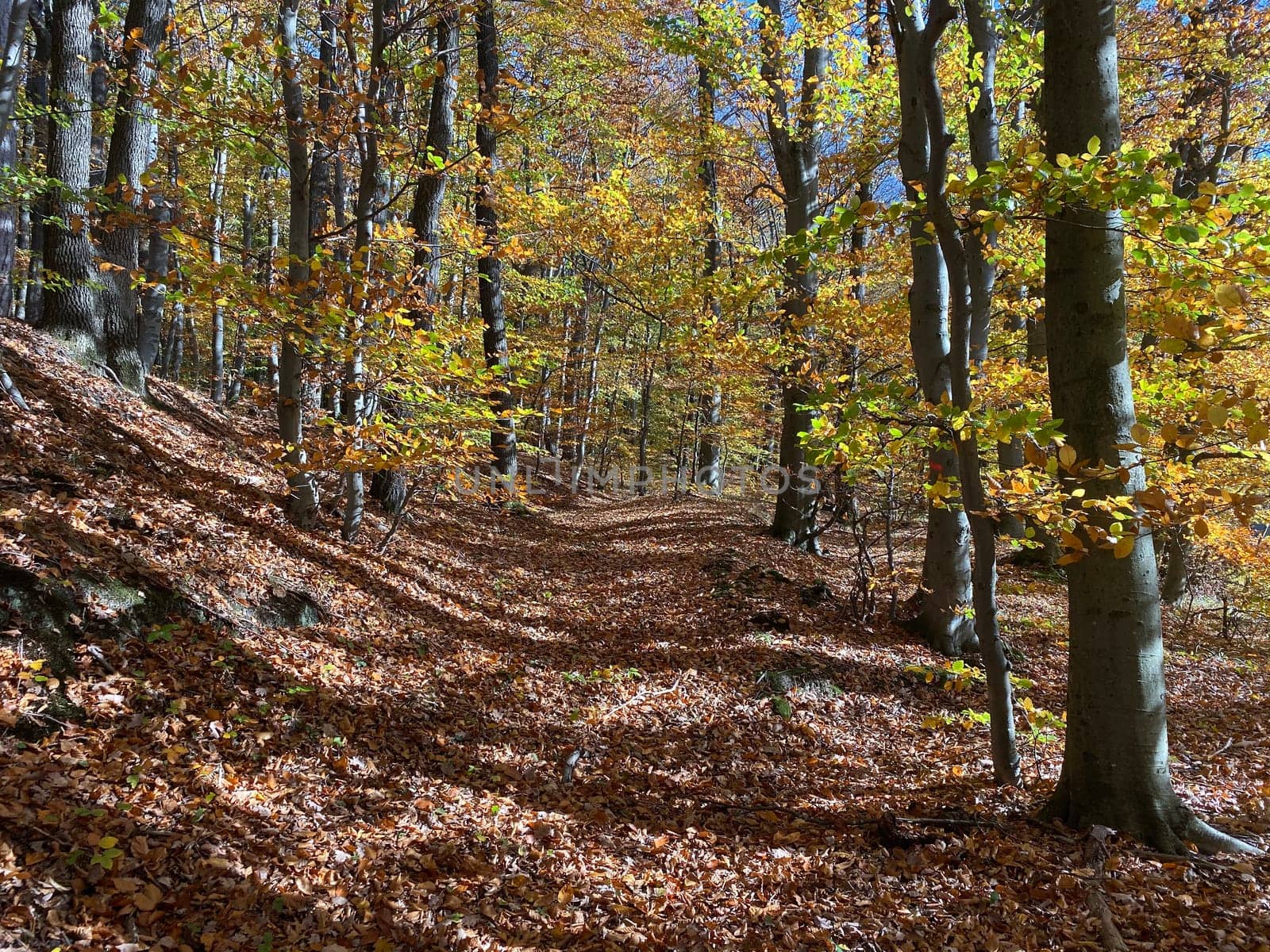 Forest in autumn leaf color, deciduous trees with lush foliage