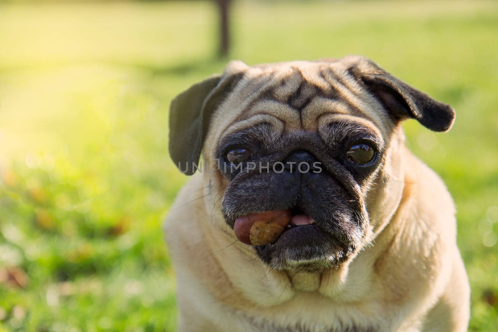 Pug dog in autumn park with chestnut in mouth