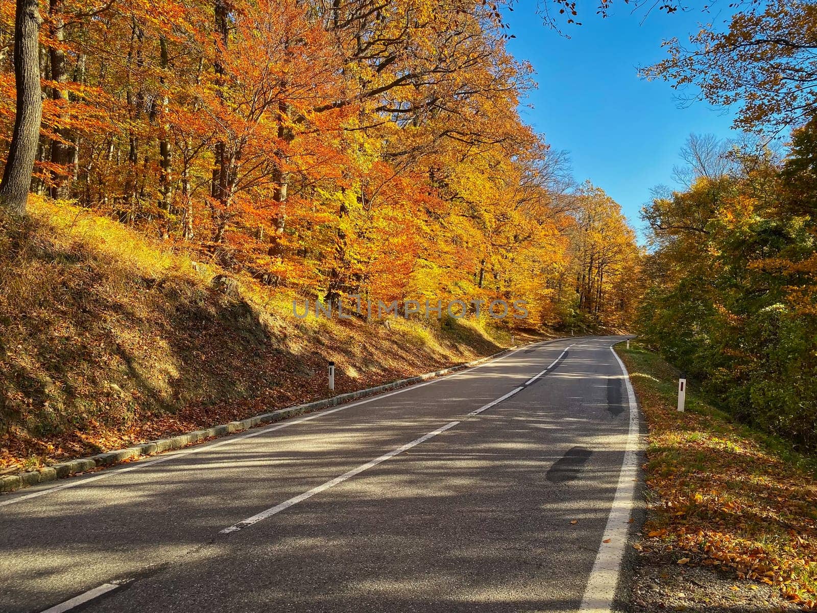 Country Road Through Autumn Forest, landscape in autumn leaf colors