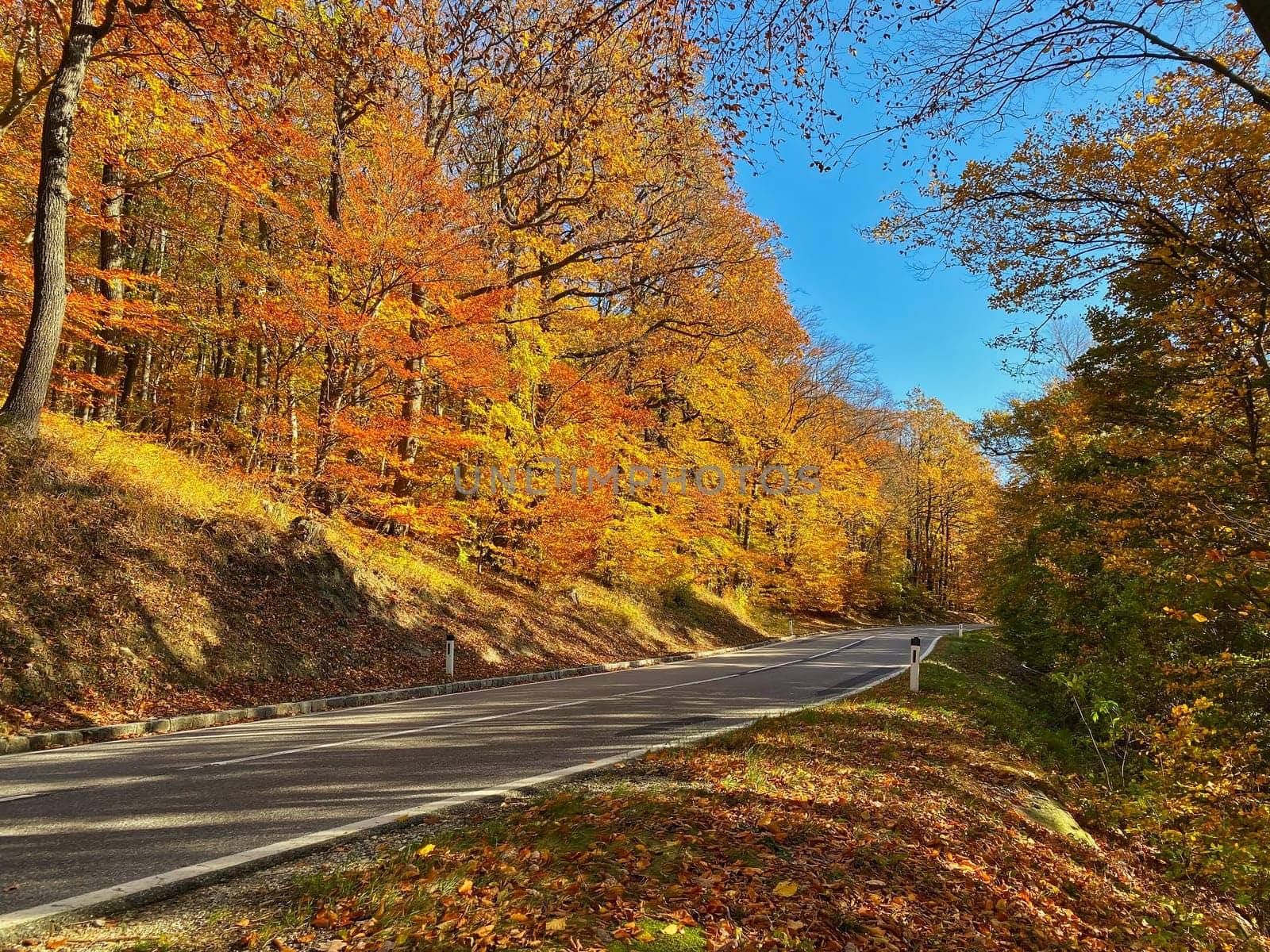 Country Road Through Autumn Forest, landscape in autumn leaf colors
