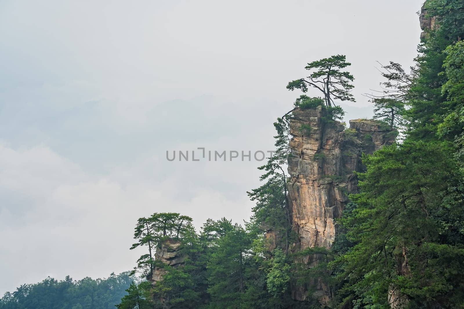 Tree growing on the top of a stone pillar of Tianzi mountains in Zhangjiajie National park which is a famous tourist attraction, Wulingyuan, Hunan Province, China