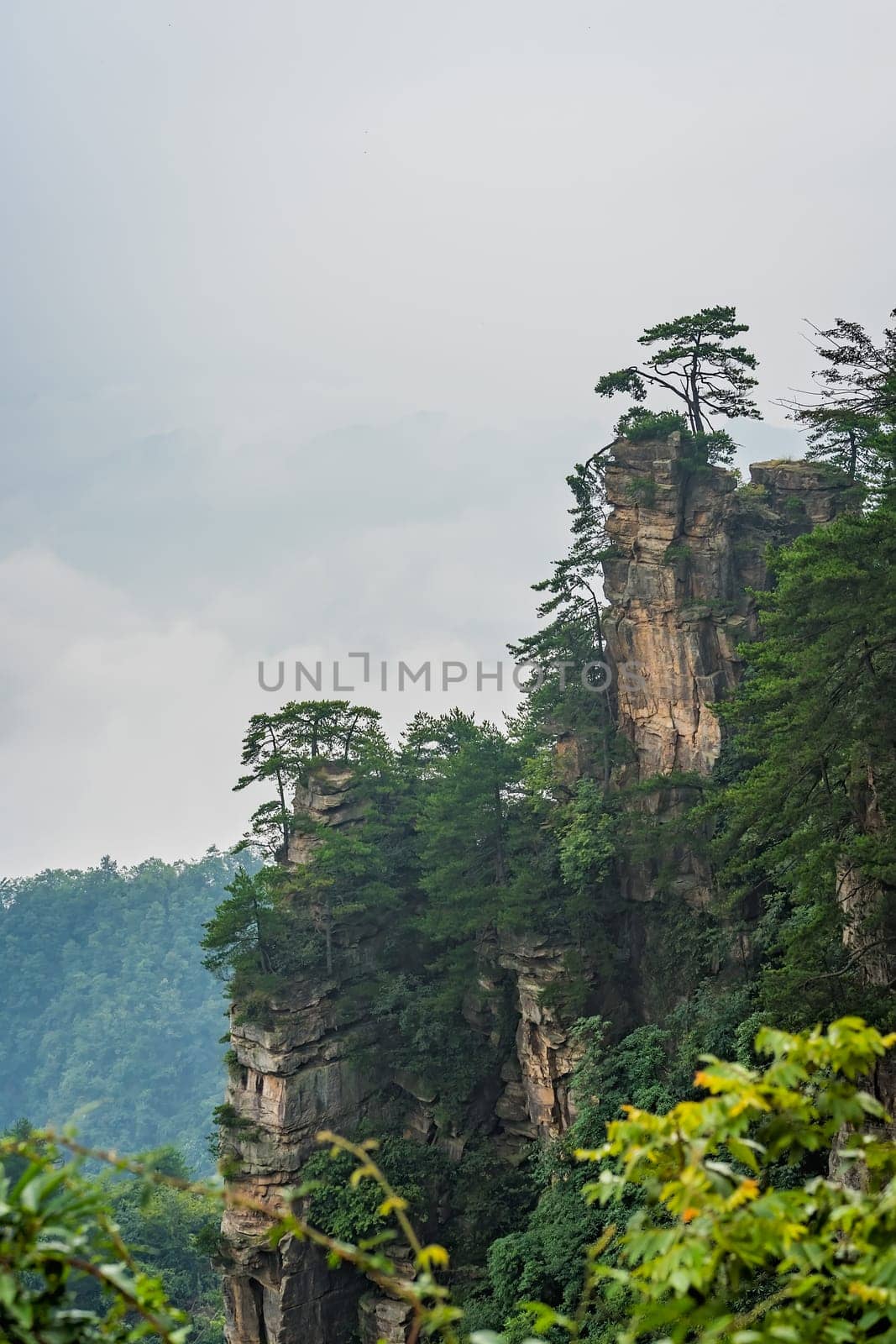 Vertical view of the single tree growing on top of the stone pillar of Tianzi mountains in Zhangjiajie National park, a famous tourist attraction, Wulingyuan, Hunan Province, China