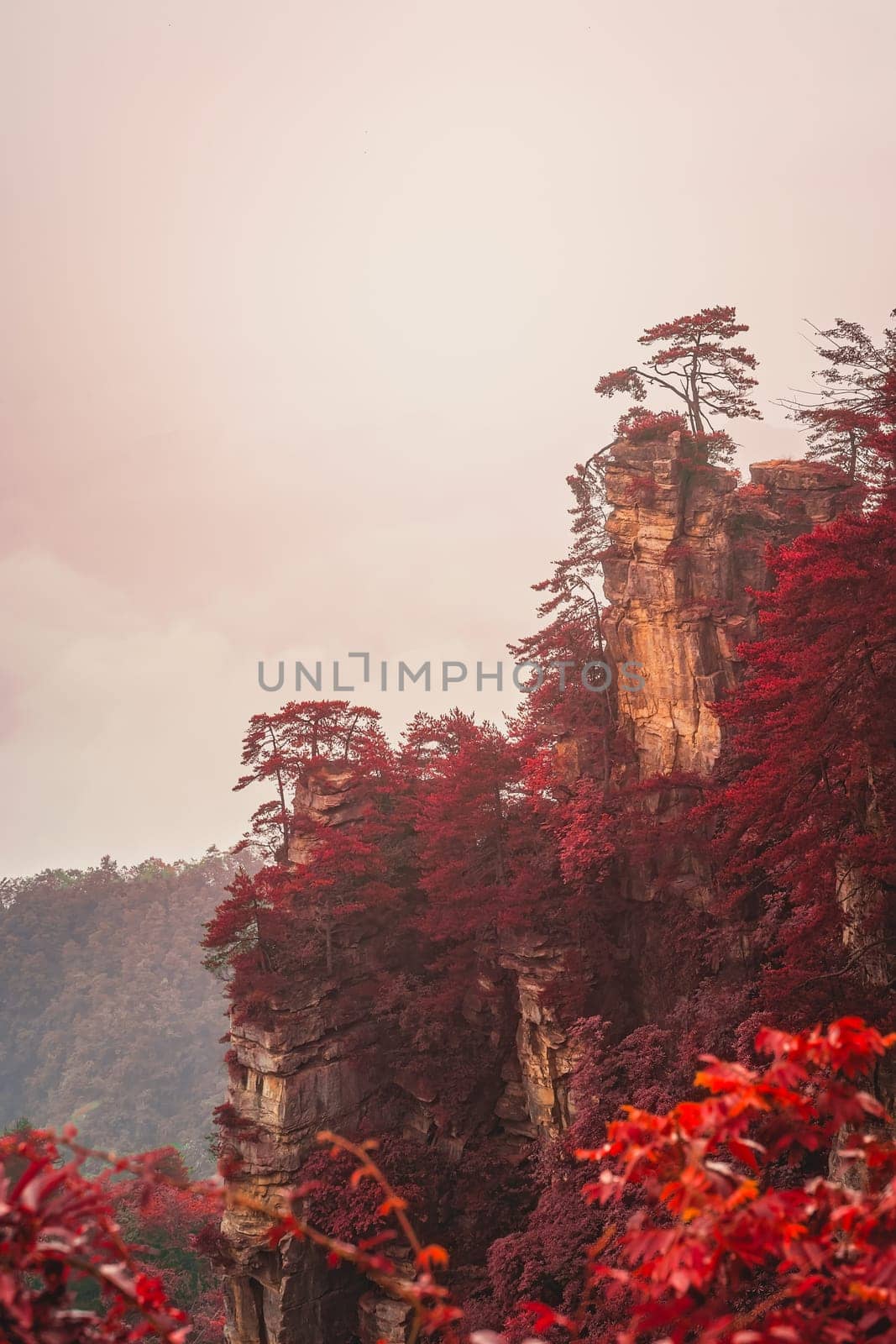 Vertical view of the single tree growing on top of the stone pillar of Tianzi mountains in late autumn,  Zhangjiajie National park, Wulingyuan, Hunan Province, China