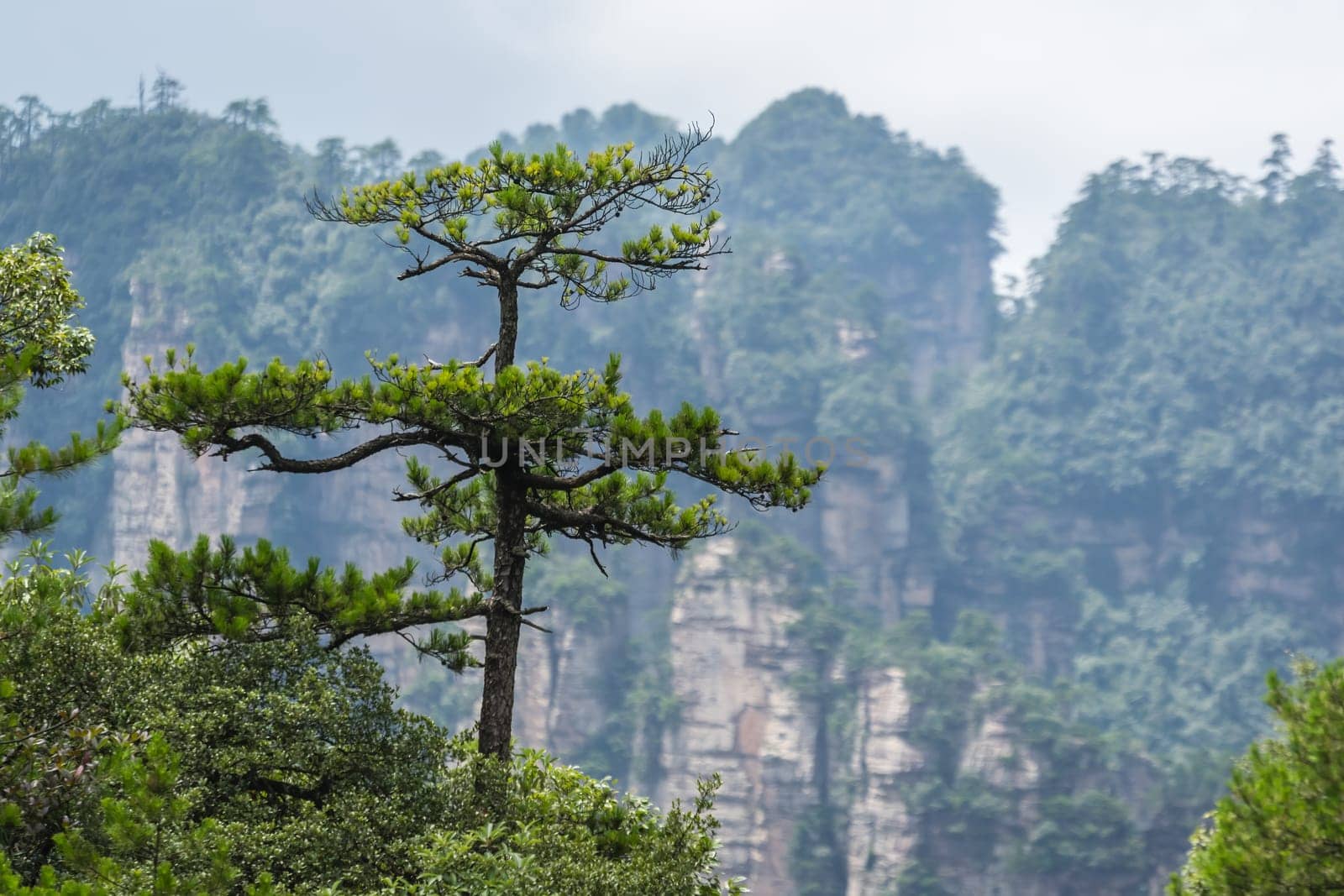 Single tree growing on top of the stone pillar of Tianzi mountains in Zhangjiajie National park, a famous tourist attraction, Wulingyuan, Hunan Province, China