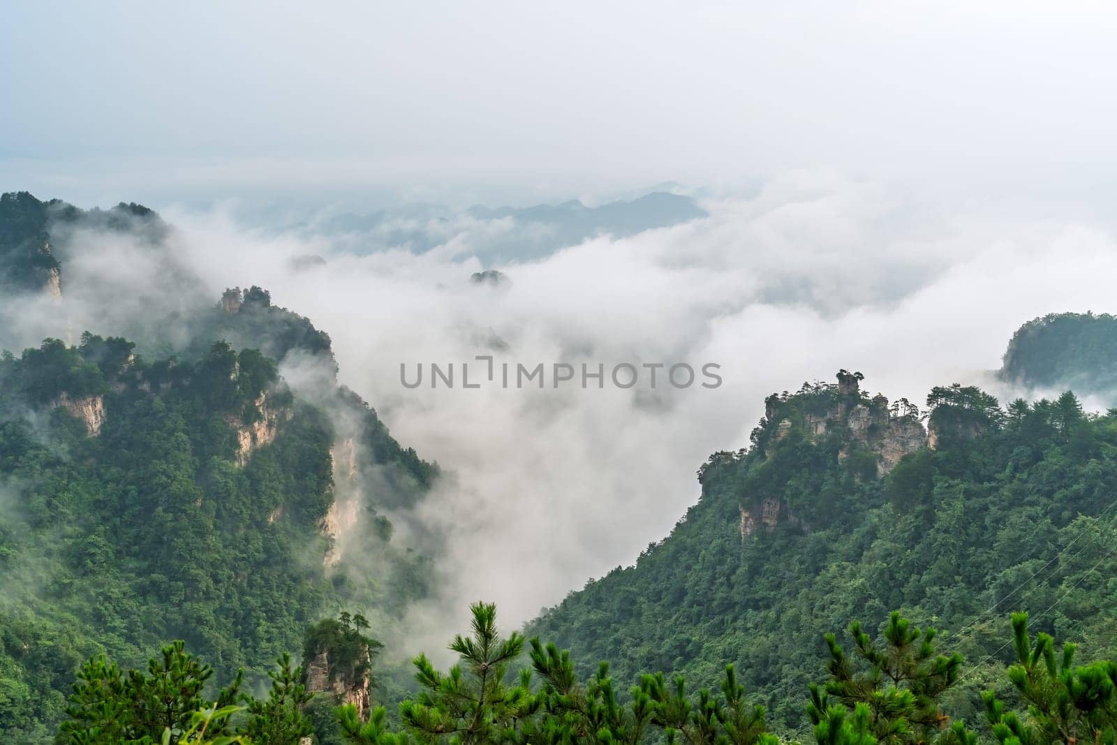 Panoramic view of the stone pillars of Tianzi mountains covered in morning mist and fog, Zhangjiajie National park, famous tourist attraction, Wulingyuan, Hunan Province, China