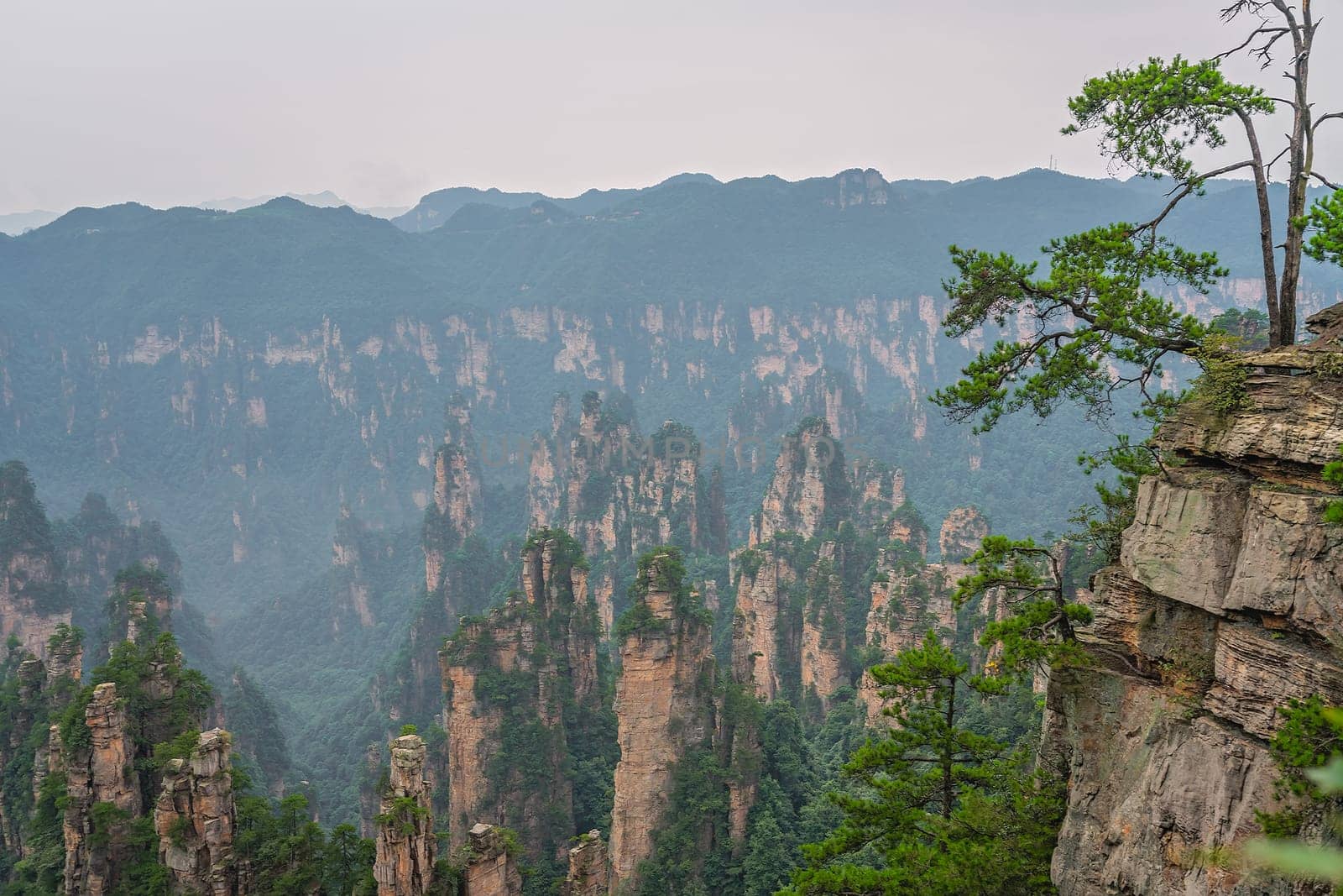 Tree growing on the top of a stone pillar of Tianzi mountains in Zhangjiajie National park which is a famous tourist attraction, Wulingyuan, Hunan Province, China
