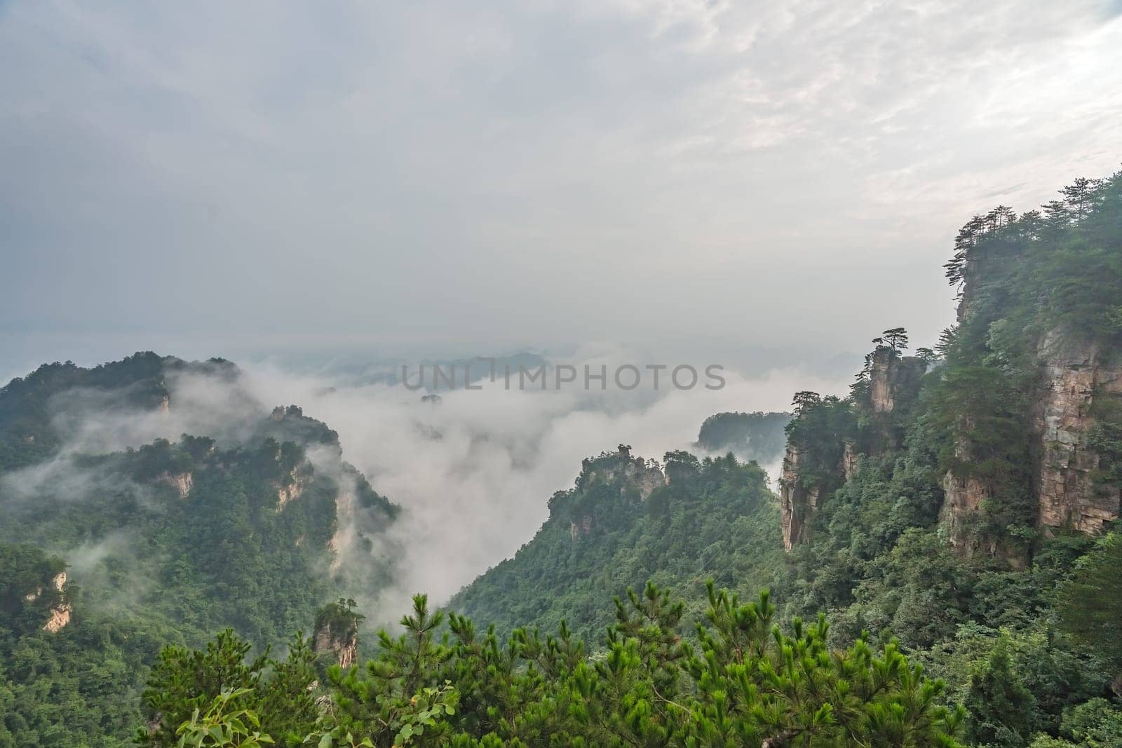 Panoramic view of the stone pillars of Tianzi mountains covered in morning mist and fog, Zhangjiajie National park, famous tourist attraction, Wulingyuan, Hunan Province, China