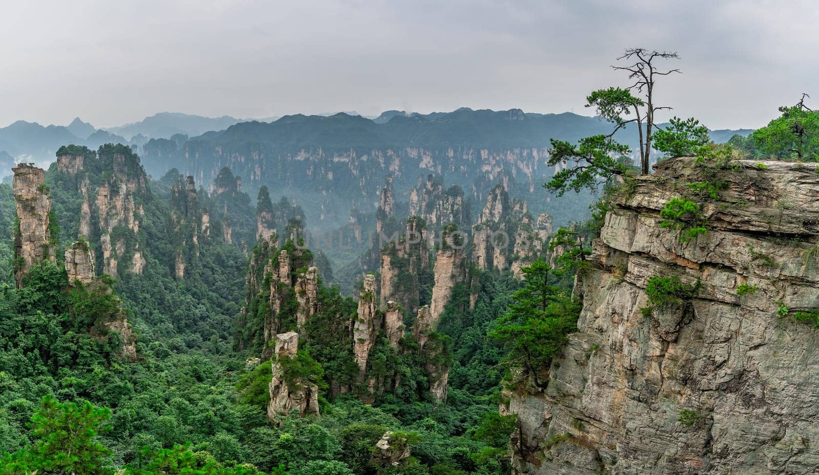 Panoramic view of the stone pillars of Tianzi mountains in Zhangjiajie National park which is a famous tourist attraction, Wulingyuan, Hunan Province, China