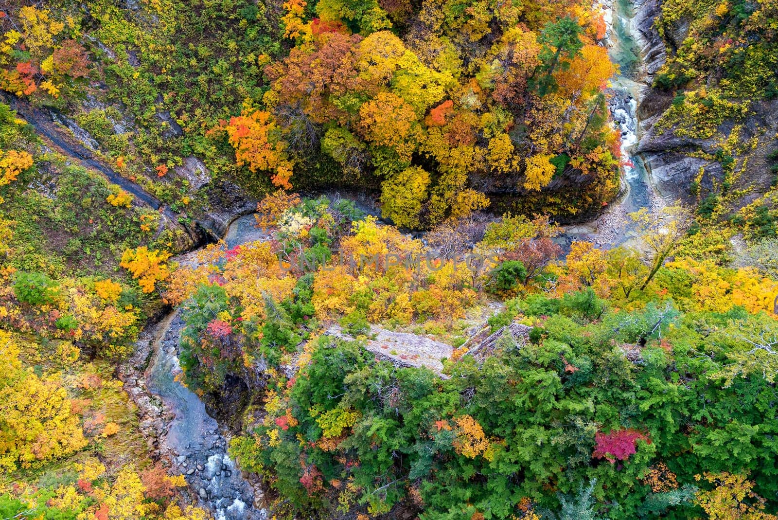 Aerial view of Autumn Fall Landscape of Forest and woods with river over Jogakura Ohashi Bridge in Aomori Tohoku Japan