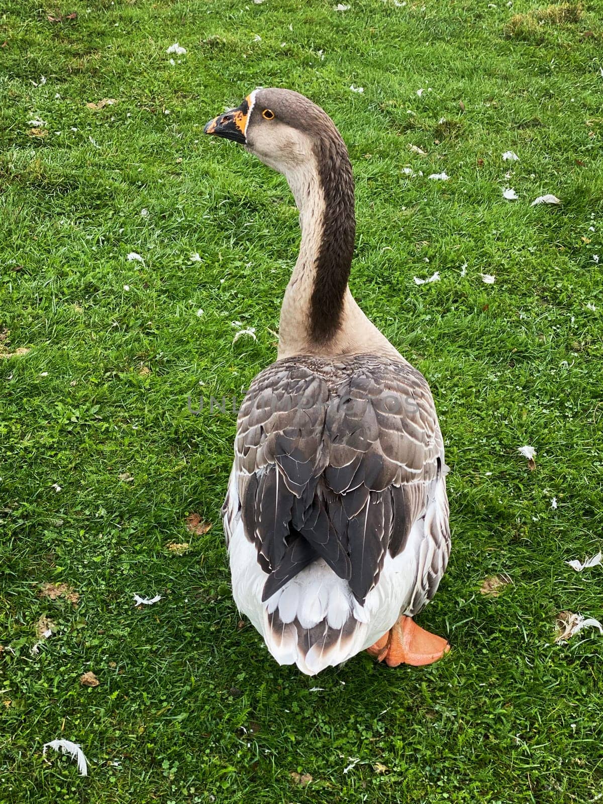 Domestic Greylag Goose, close up of bird on meadow