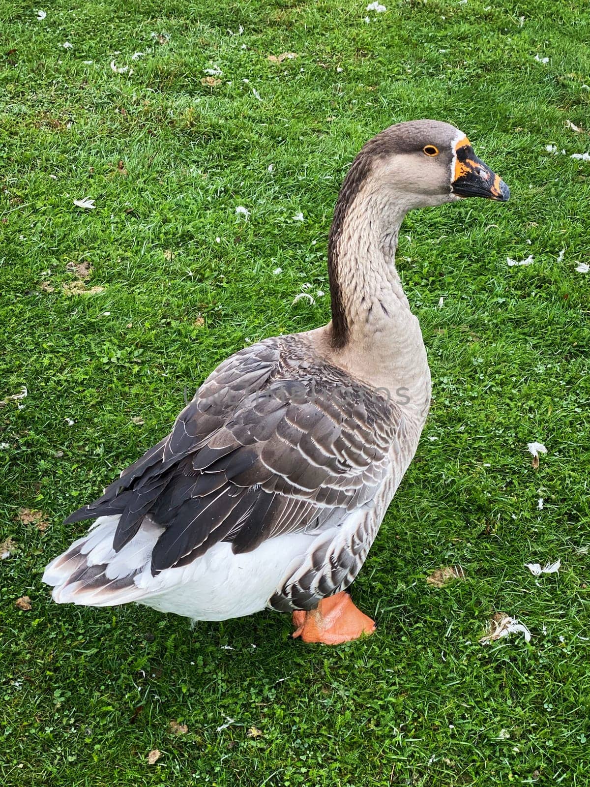 Domestic Greylag Goose, close up of bird on meadow