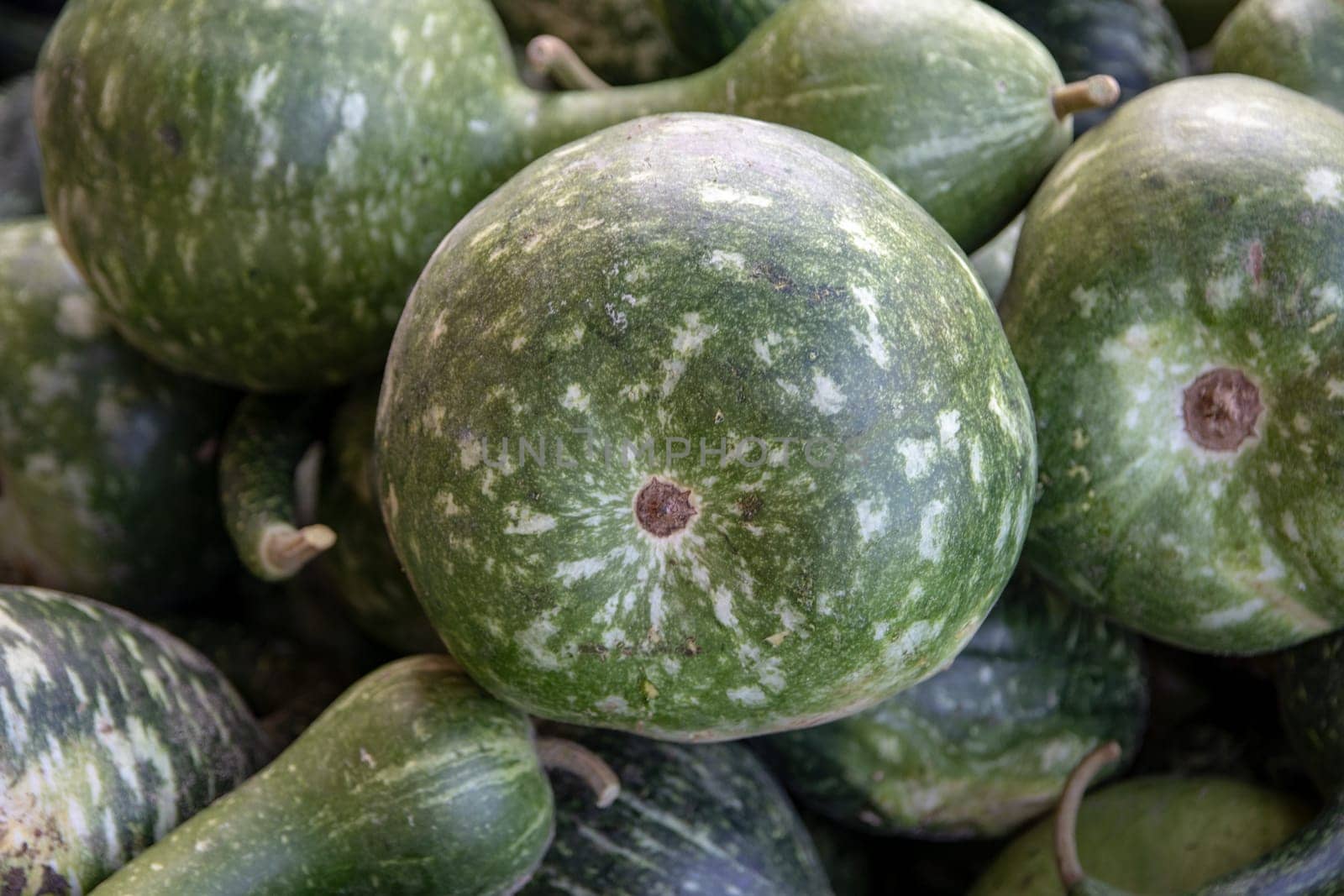 Pumpkin on market. A large collection of colorful green pumpkins or gourds on market on a sunny autumn day. Beautiful background for natural health and nutrition concept.