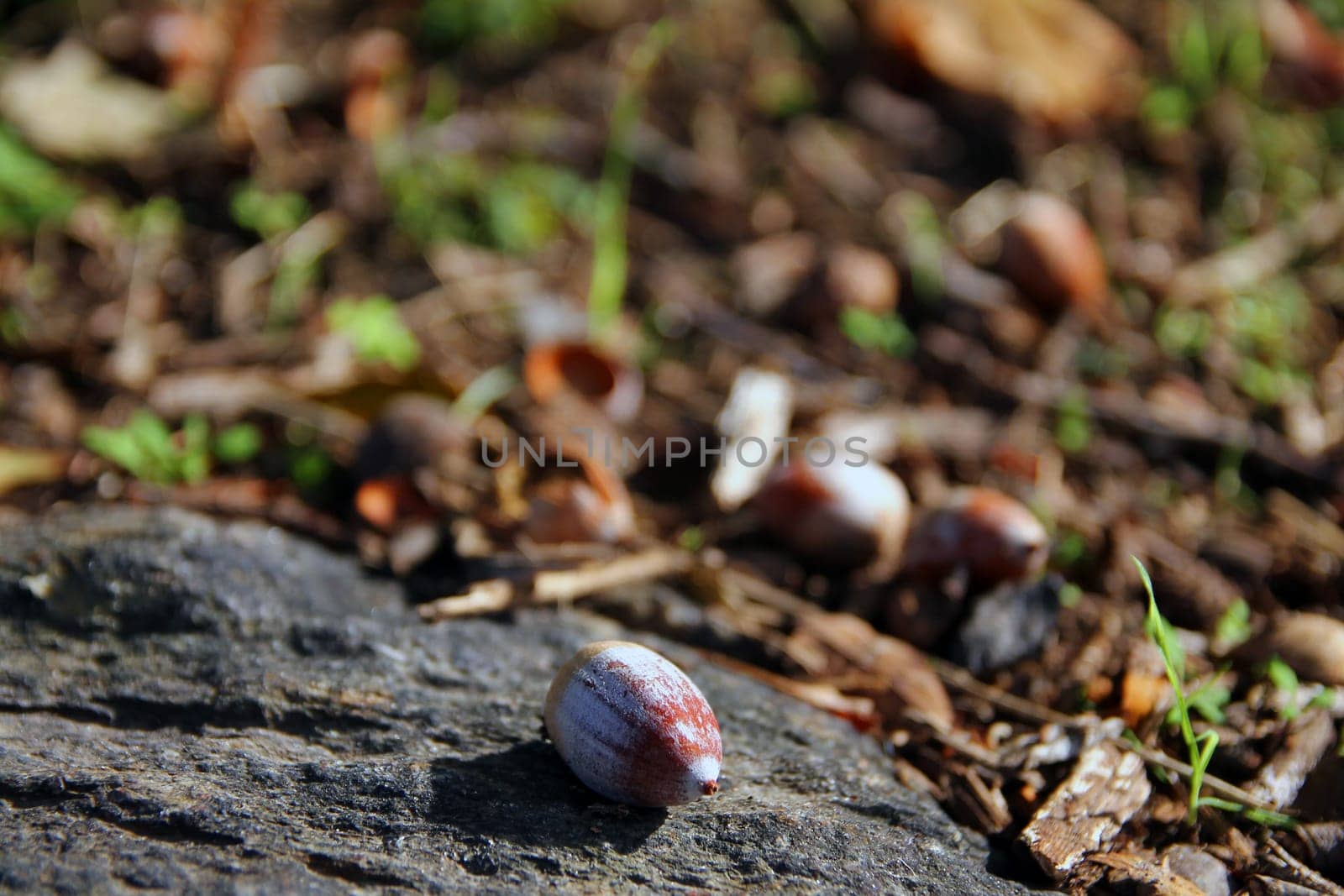 Close up of a nut during autumn season
