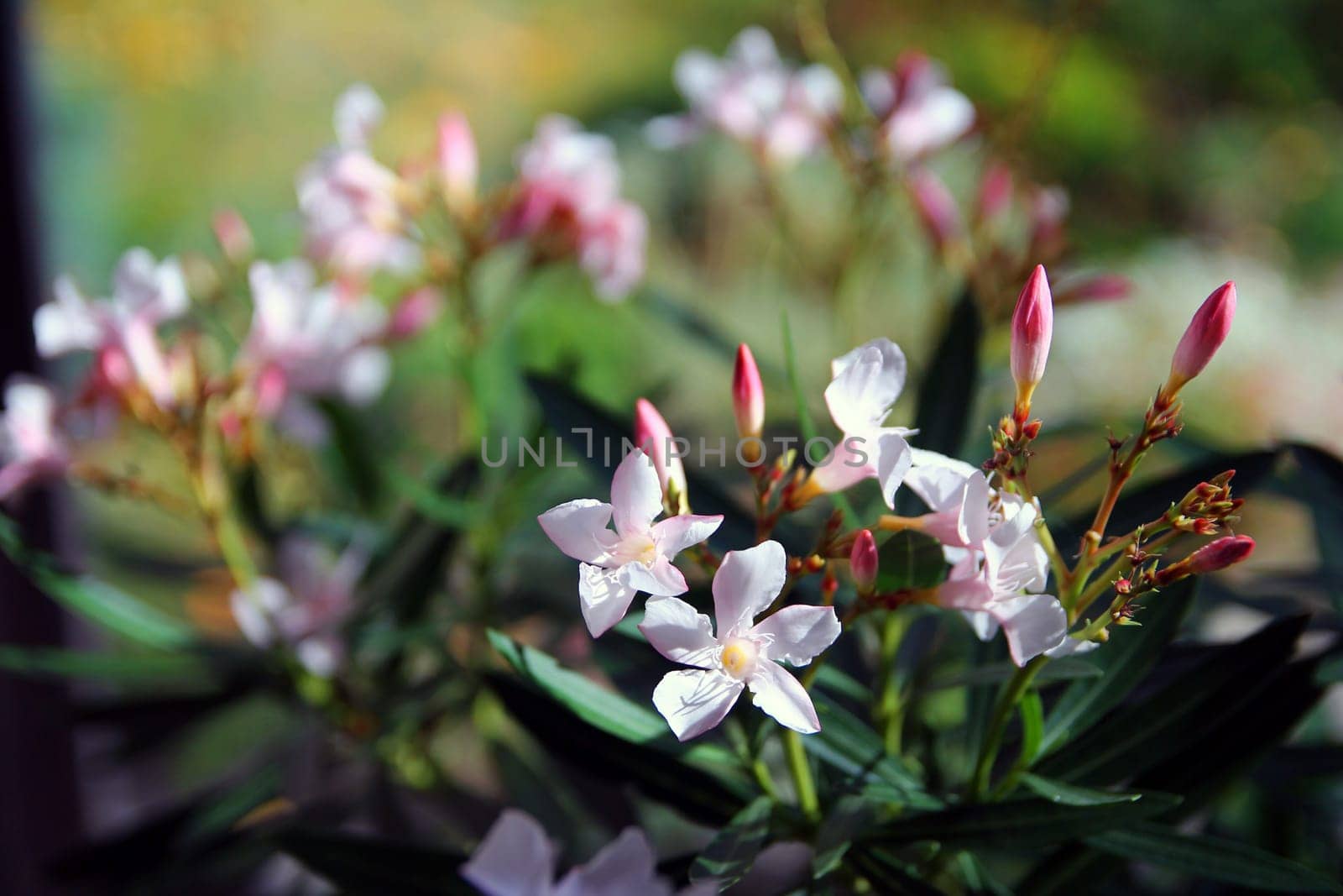 Close up of white and pink flowers