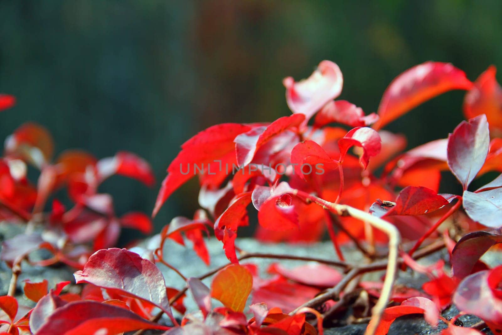 Close up of red leaves during foliage season