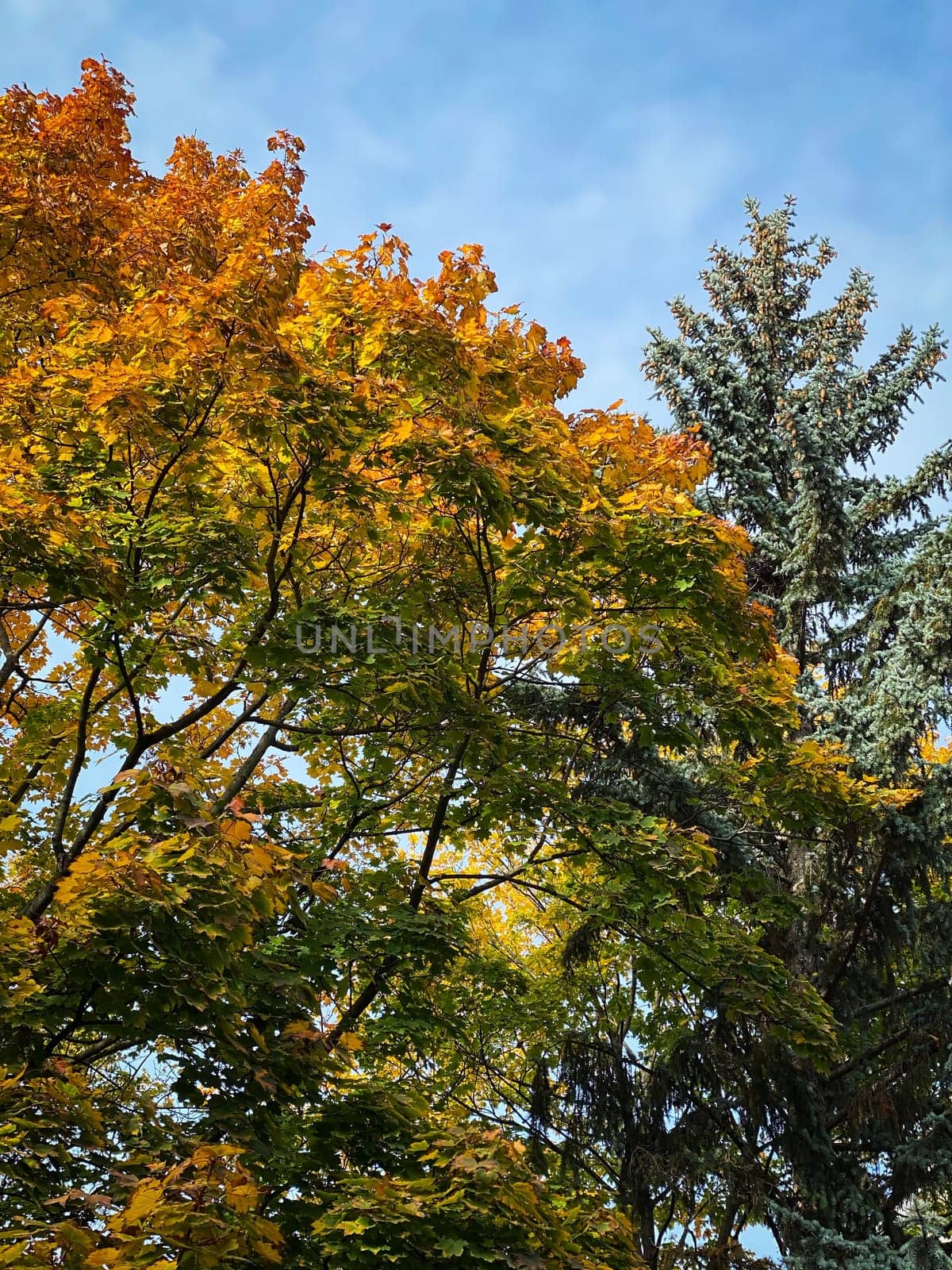 Autumn Leaf Colors, beautiful tree in orange colors in october