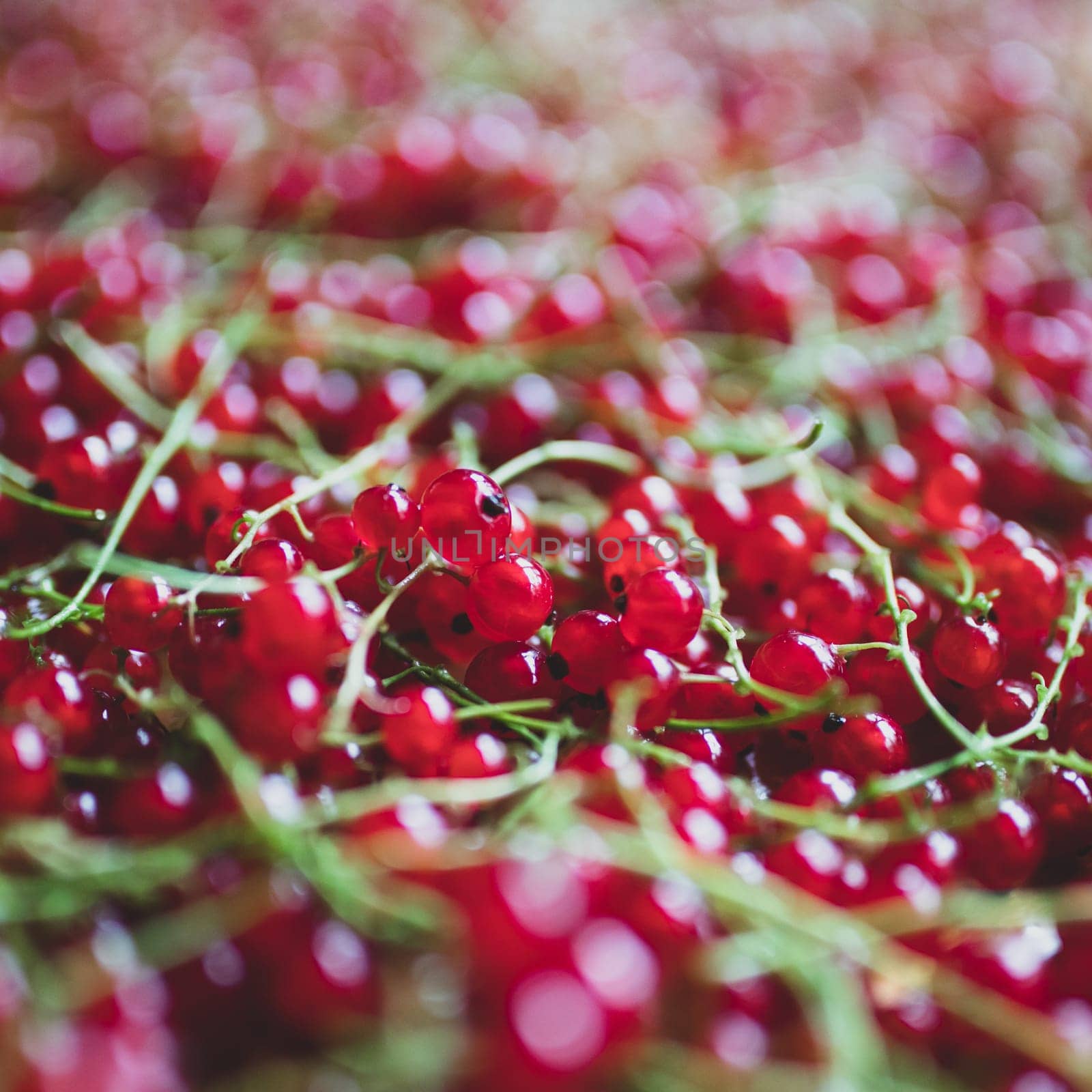 Red currant berries close up texture background. Red currant berry. Fresh red summer berries. Redcurrants top view