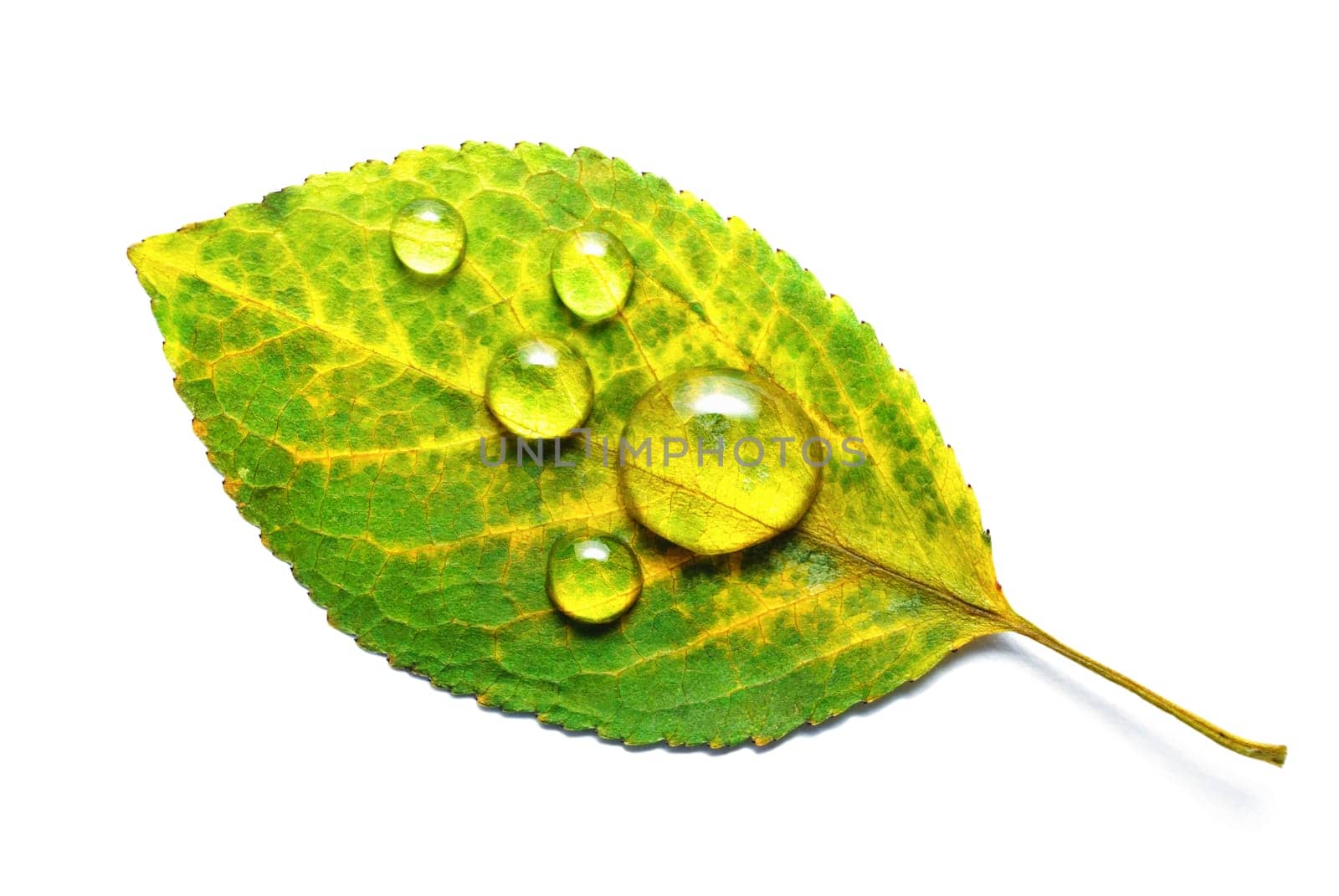 Green autumn leaf with water droplets isolated on white background. Macro photography. Flat lay.