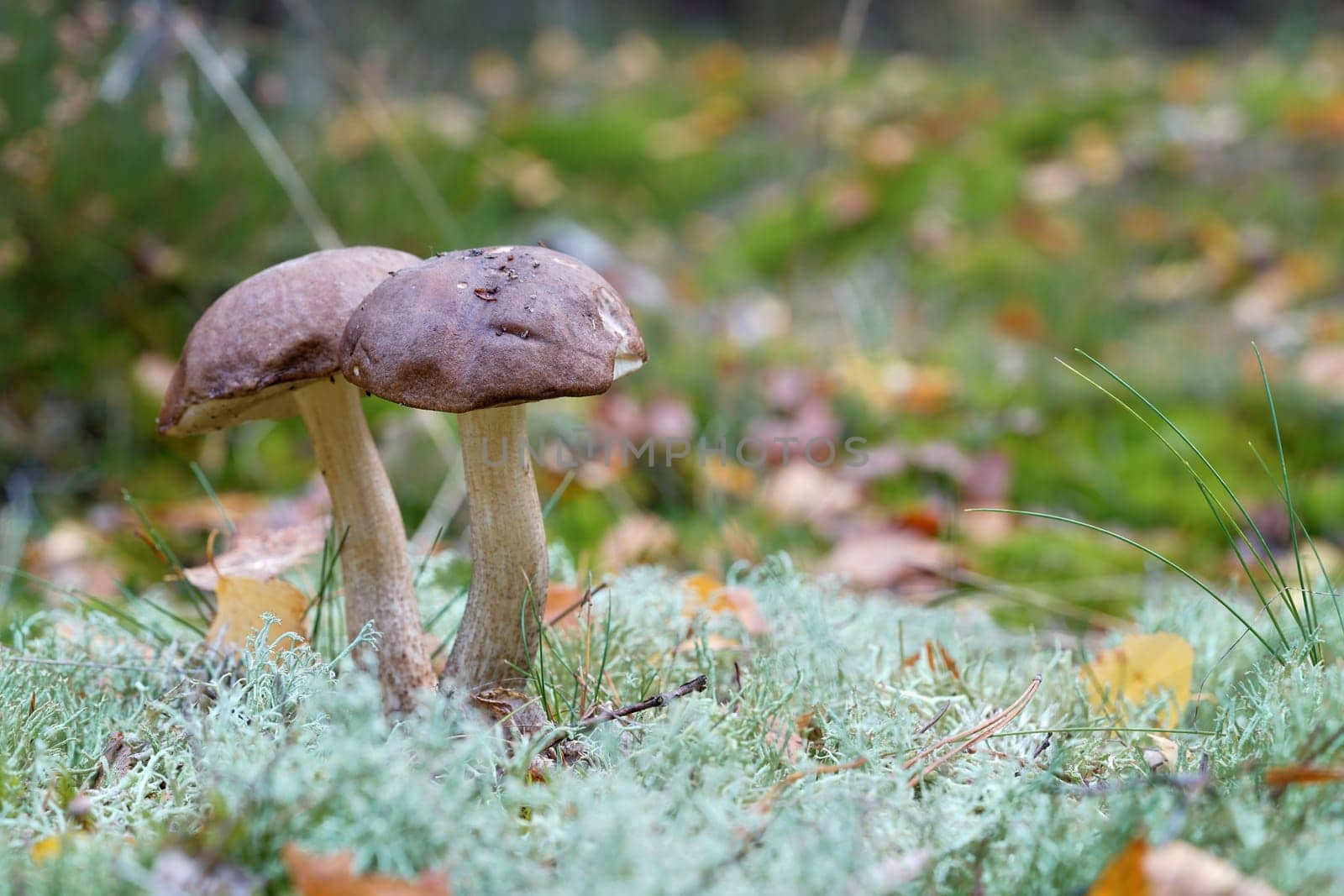 two birch mushrooms (Leccinum scabrum) in autumn in the forest