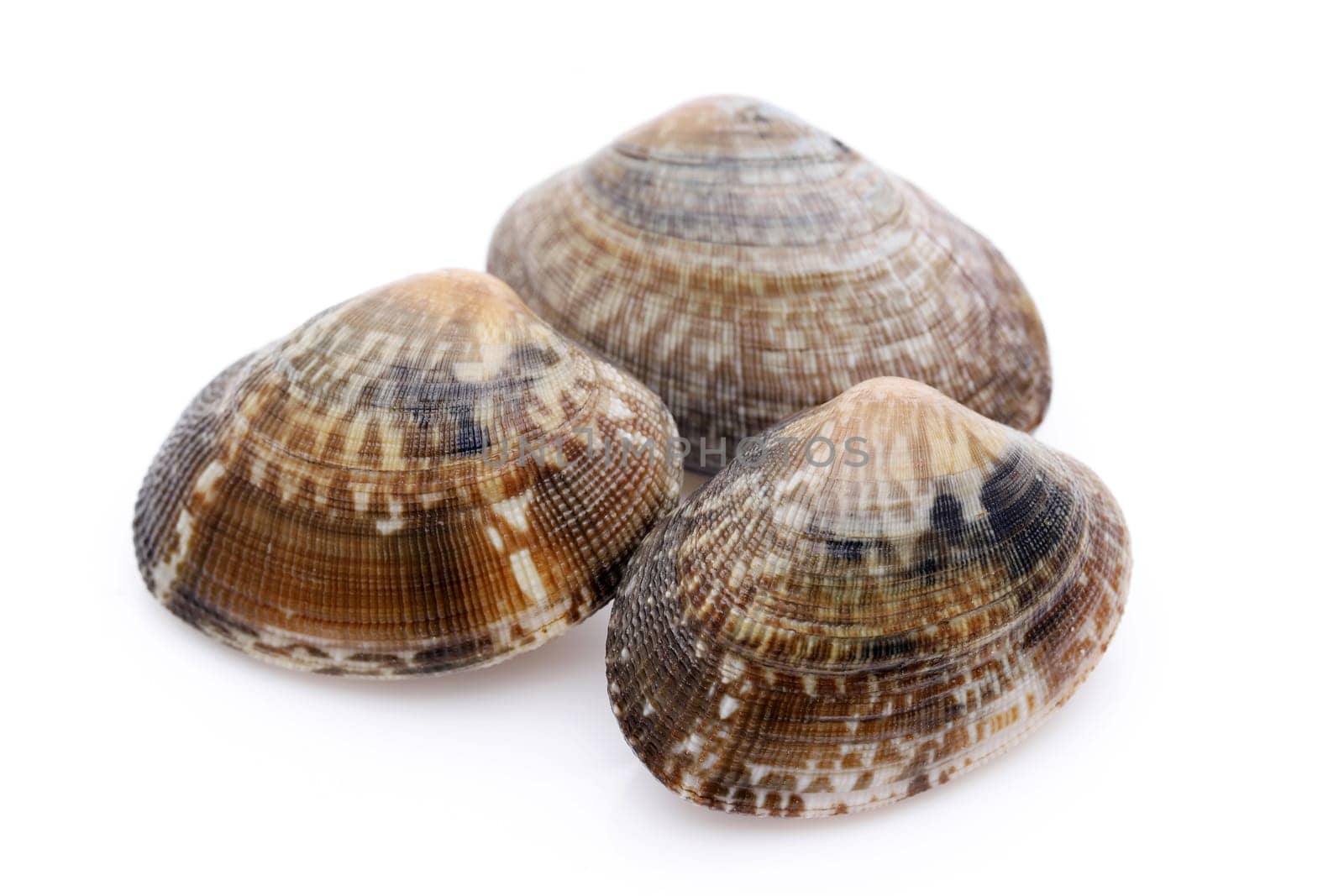 Japanese asari clams on white background