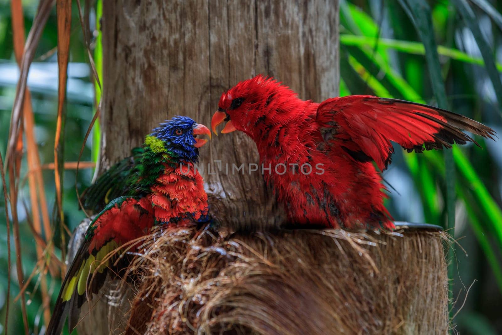 colorful parrots in Loro Park in Tenerife Canary islands. Spain