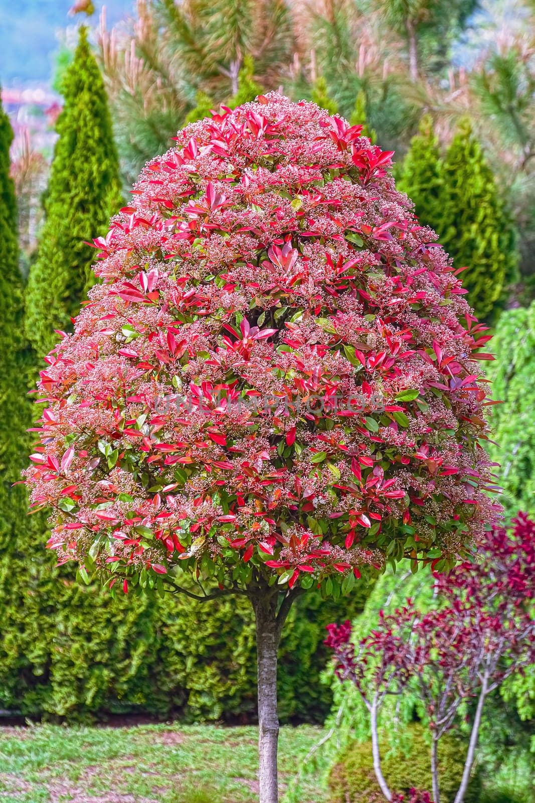 Spring is coming. Tree in blossom in the garden.