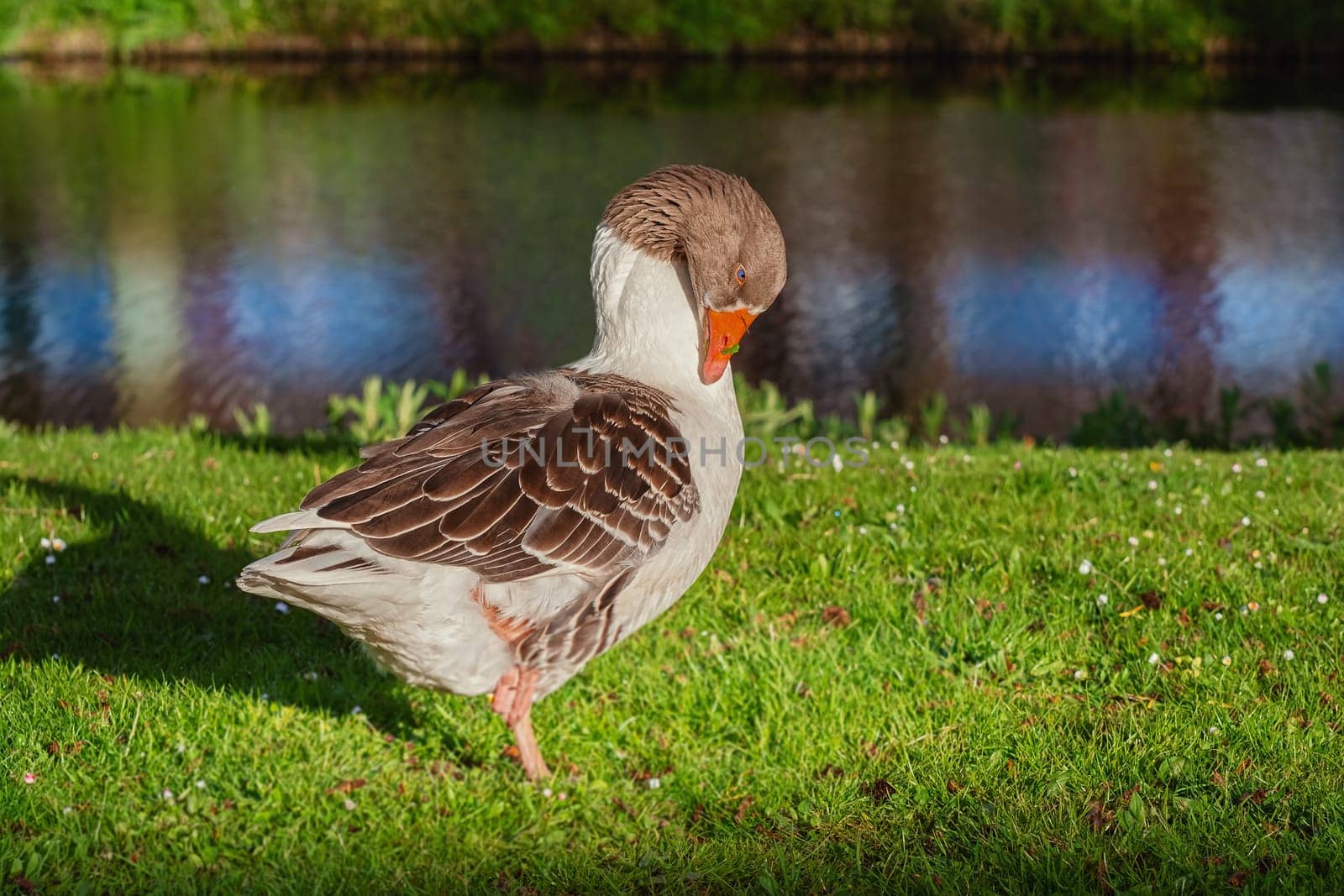 Grey Goose on the Bank of a Canal in Amsterdam