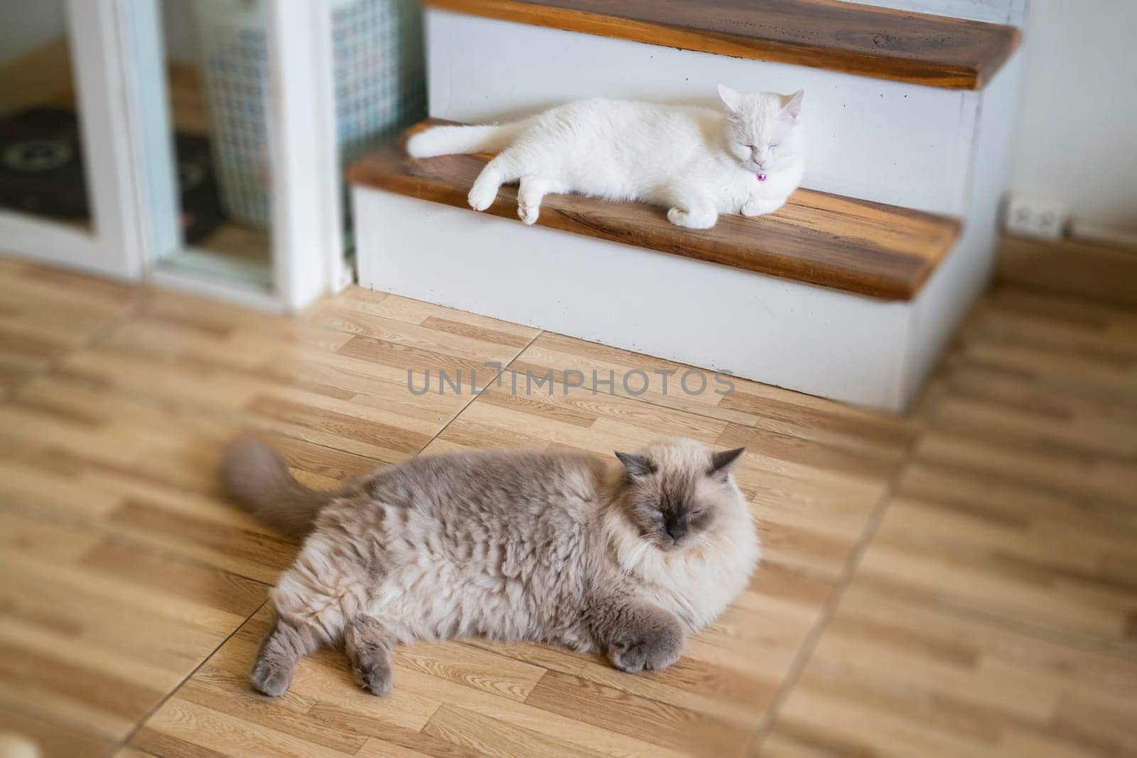 Domestic cat chilled in coffee shop, stock photo