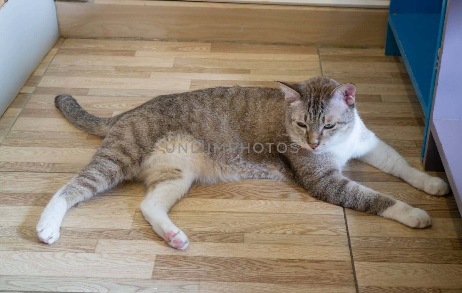 Domestic cat chilled in coffee shop, stock photo