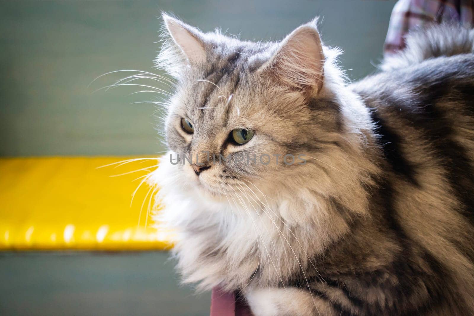 Domestic cat chilled in coffee shop, stock photo