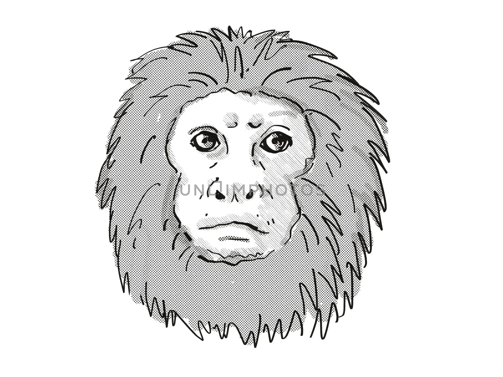 Retro cartoon style drawing of head of a Golden Lion Tamarin or Leontopithecus Rosalia , an endangered wildlife species on isolated white background done in black and white.