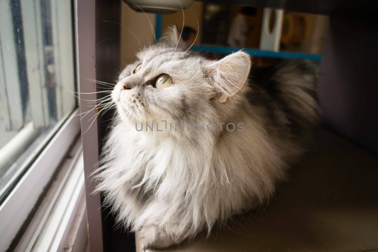 Domestic cat chilled in coffee shop, stock photo
