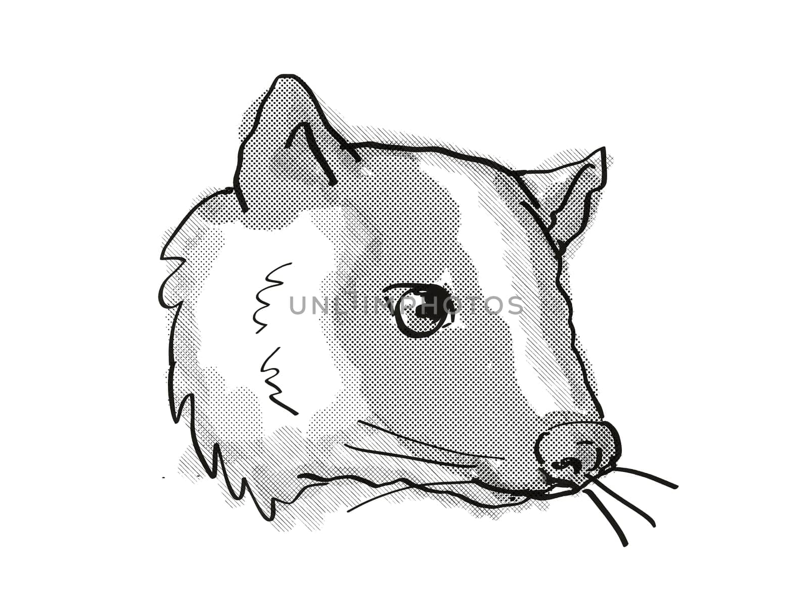 Retro cartoon style drawing of head of a Masked Palm Civet or Paguma Larvata, an endangered wildlife species on isolated white background done in black and white.