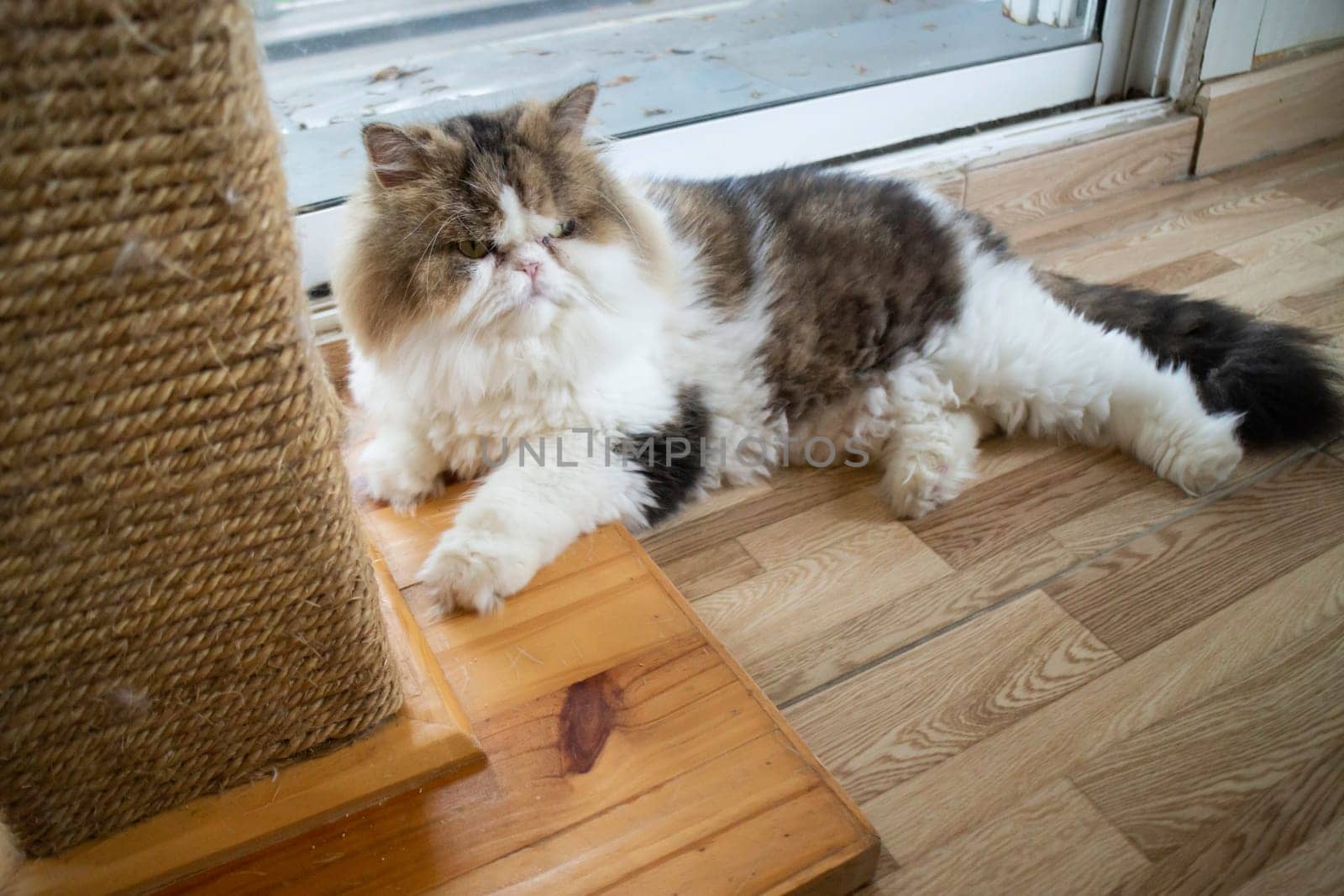 Domestic cat chilled in coffee shop, stock photo