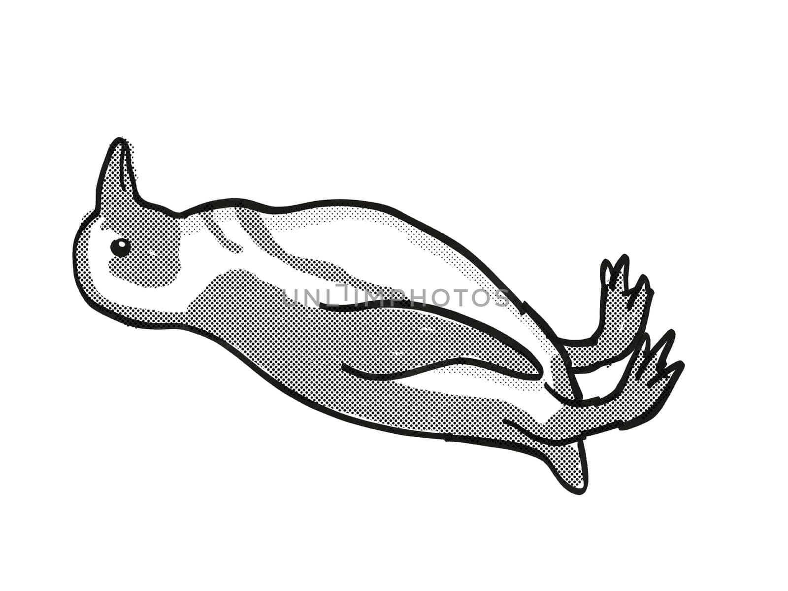 Retro cartoon mono line style drawing of an African Penguin or Spheniscus demersus, an endangered wildlife species on isolated white background done in black and white full body.