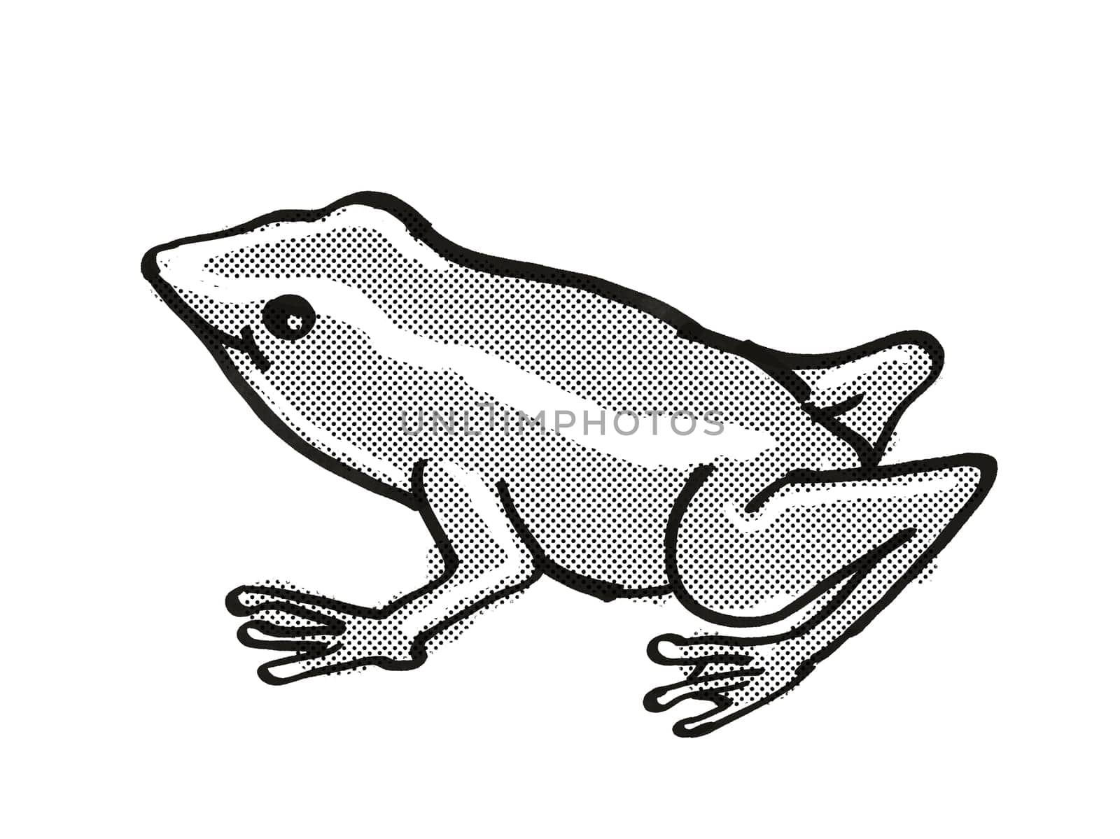 Retro cartoon mono line style drawing of a Monte Iberia Eleuth frog or Eleutherodactylus Iberia, an endangered wildlife species on isolated white background done in black and white full body.