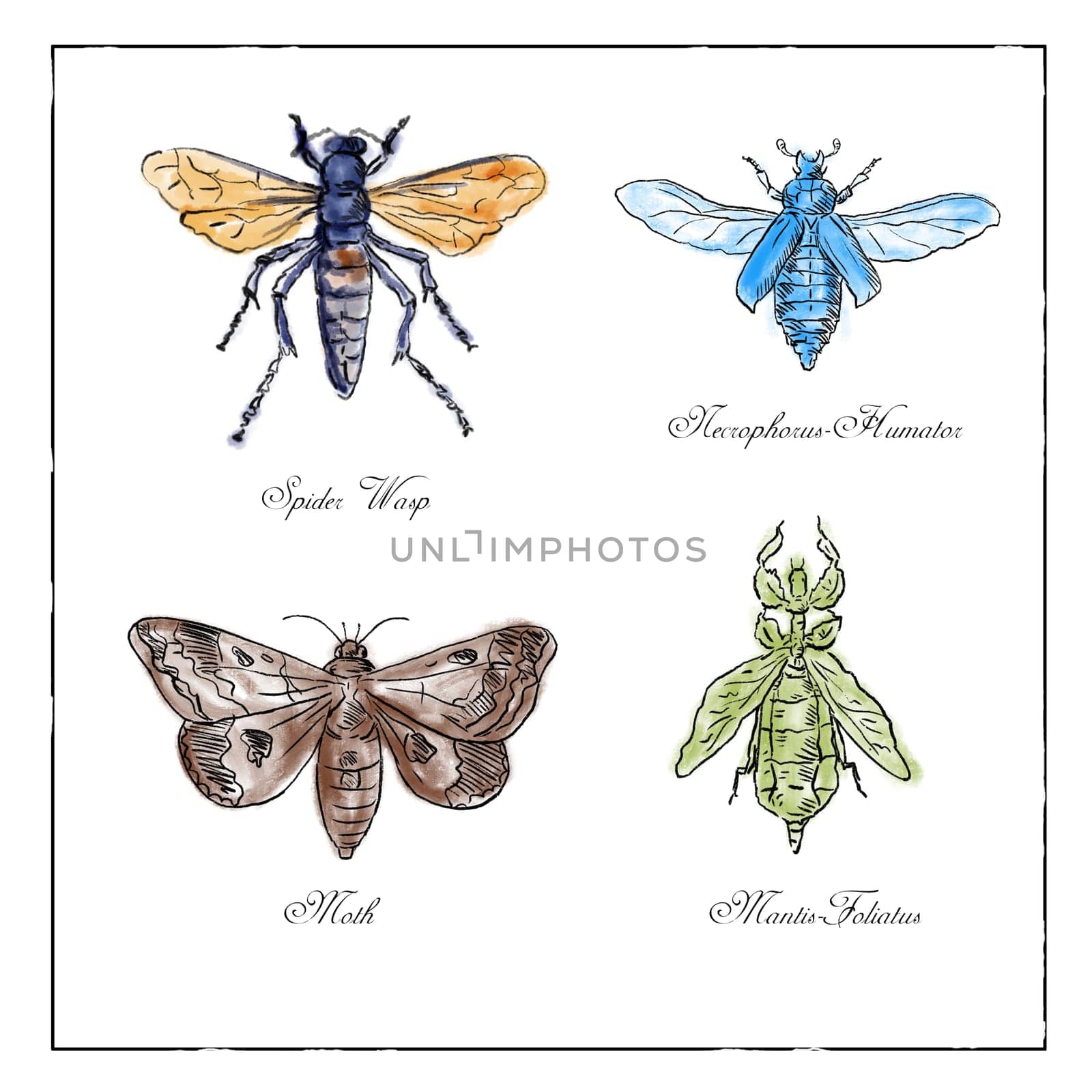 Vintage drawing illustration of a collection of insects like the Spider Wasp, Moth, Necrophorus Humator beetle, Mantis Foliatus in full color on isolated white background.