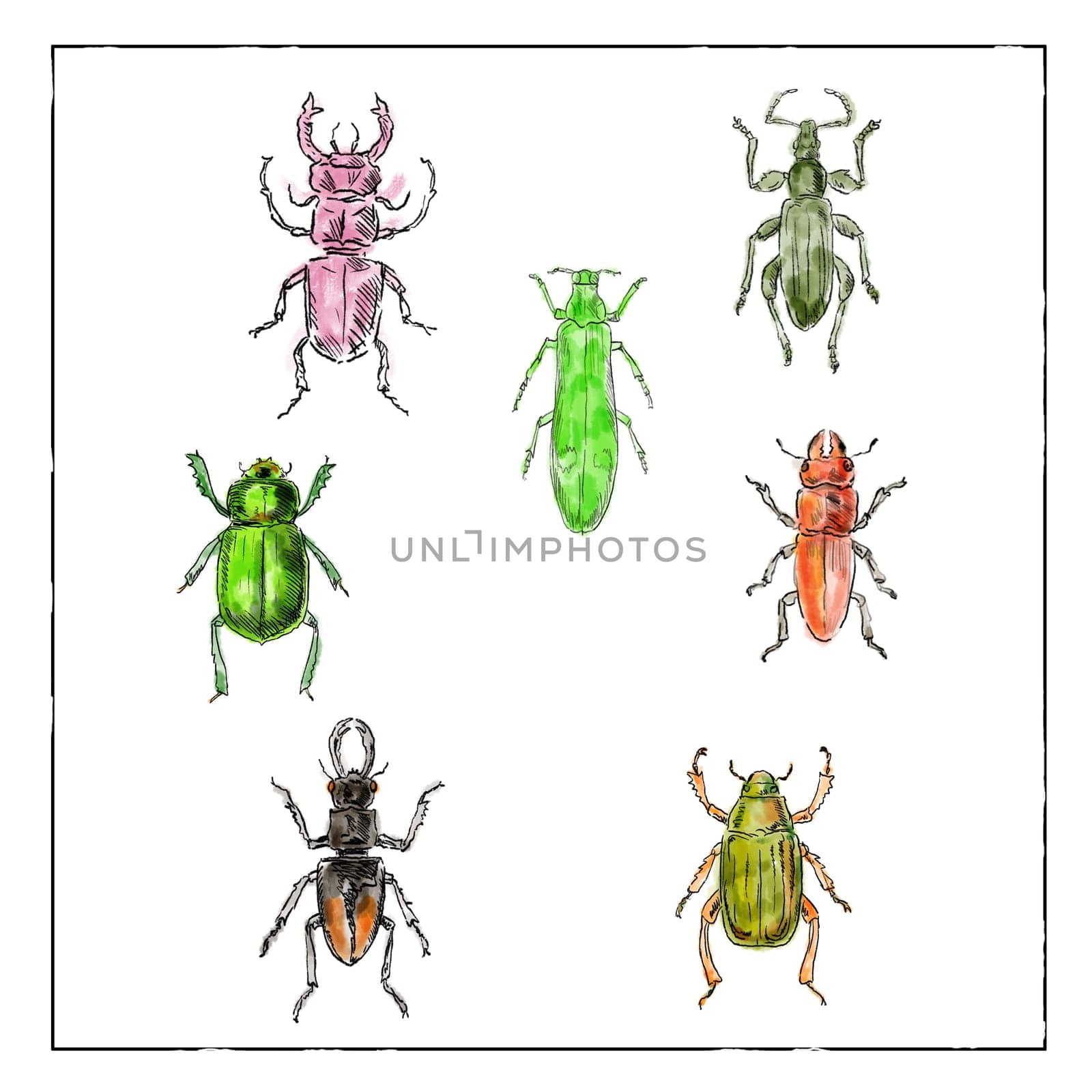 Vintage Victorian drawing illustration of a collection of Beetle insects like the Beetle, Broad-Nosed Weevil and Buprestis Beetle in full color on white background.