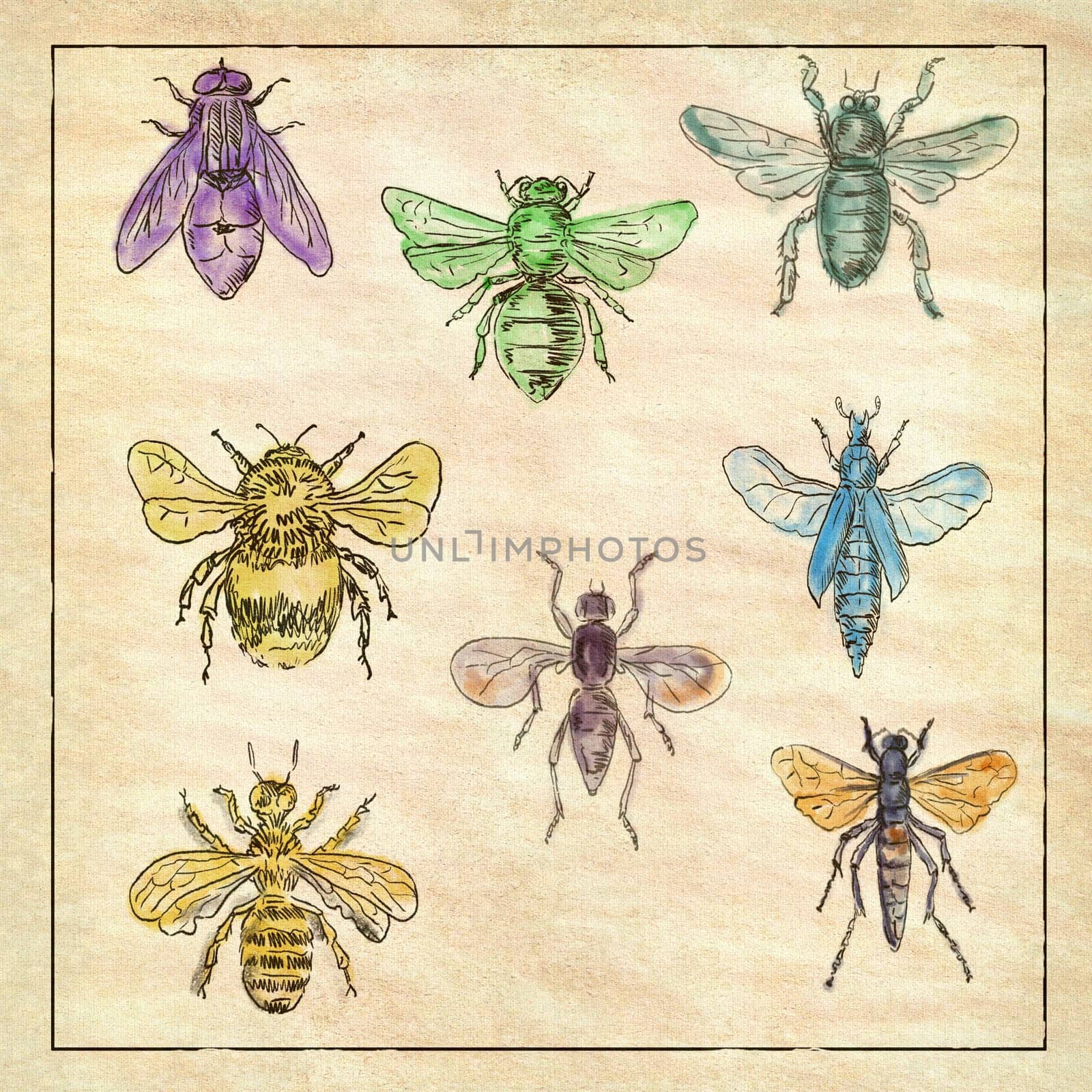 Vintage Victorian drawing illustration of a collection of Bees and Flies in full color on antique paper.
