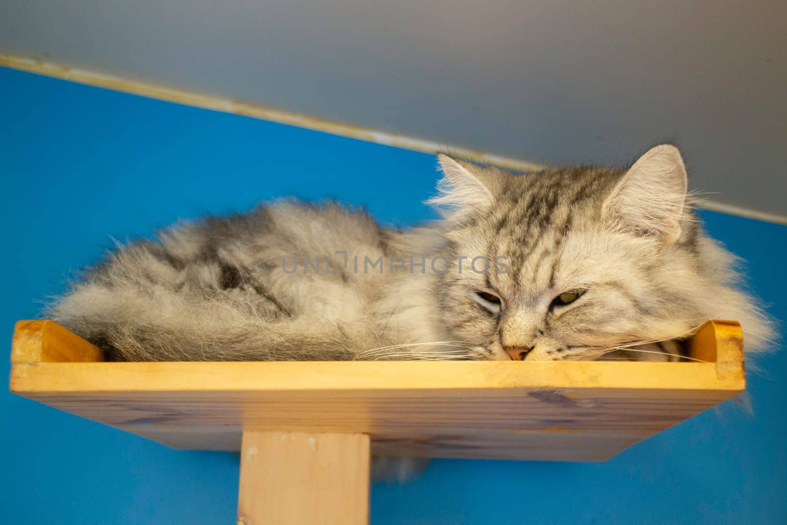 Domestic cat chilled in coffee shop, stock photo