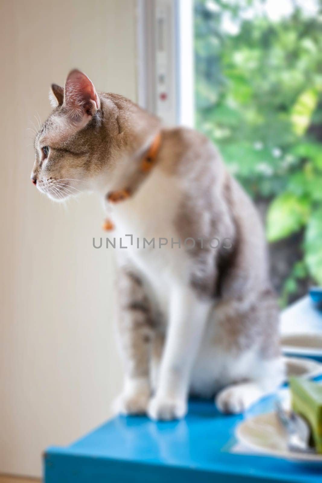 Domestic cat chilled in coffee shop, stock photo