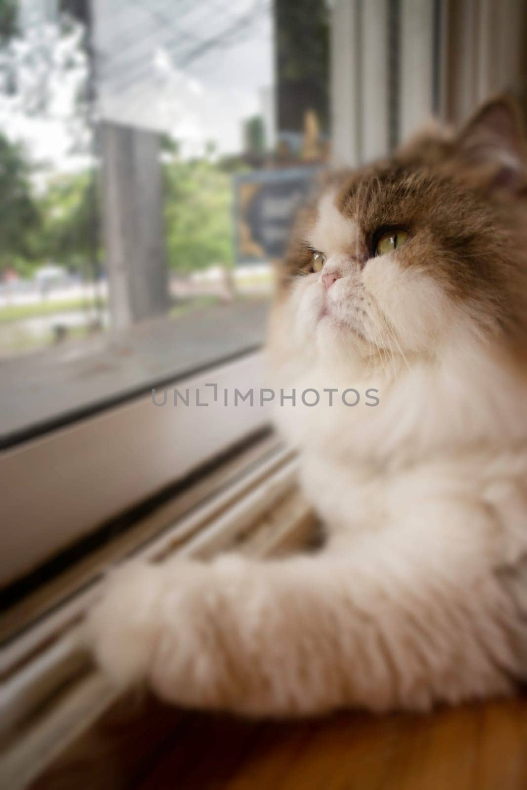 Domestic cat chilled in coffee shop, stock photo