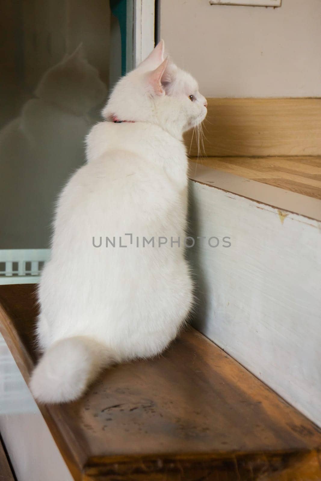 Domestic cat chilled in coffee shop, stock photo