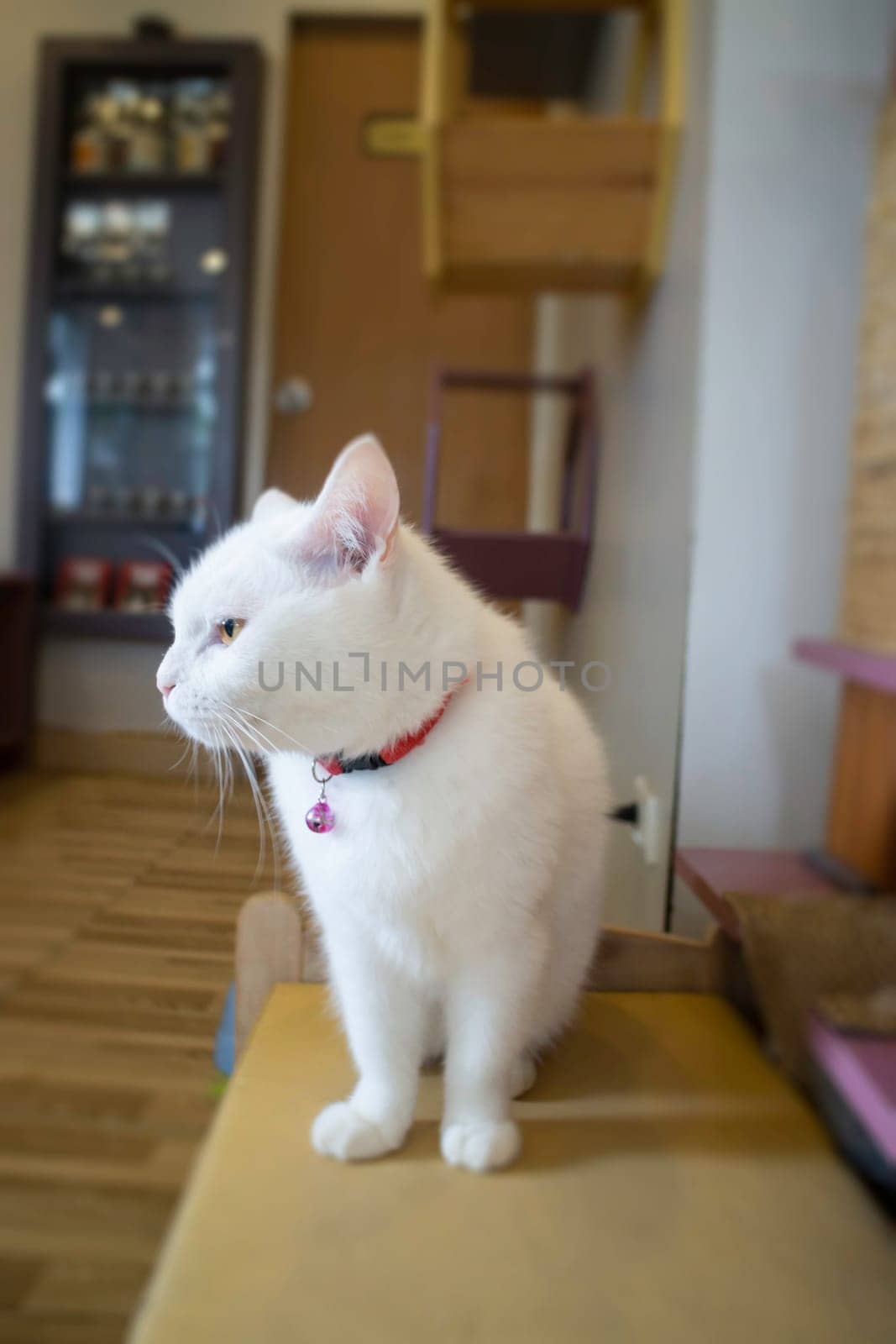 Domestic cat chilled in coffee shop, stock photo